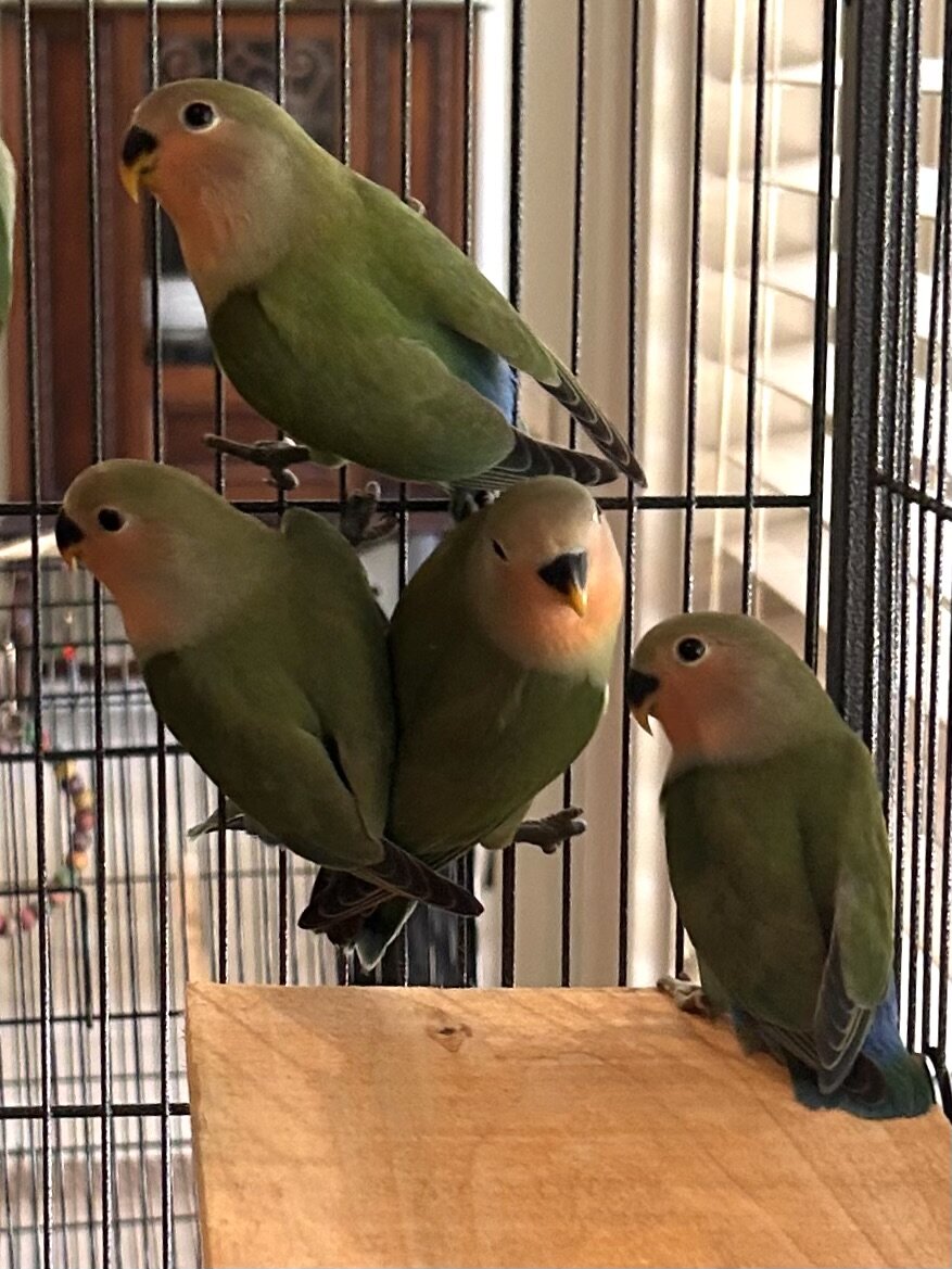 Peach-Faced Lovebirds image 1