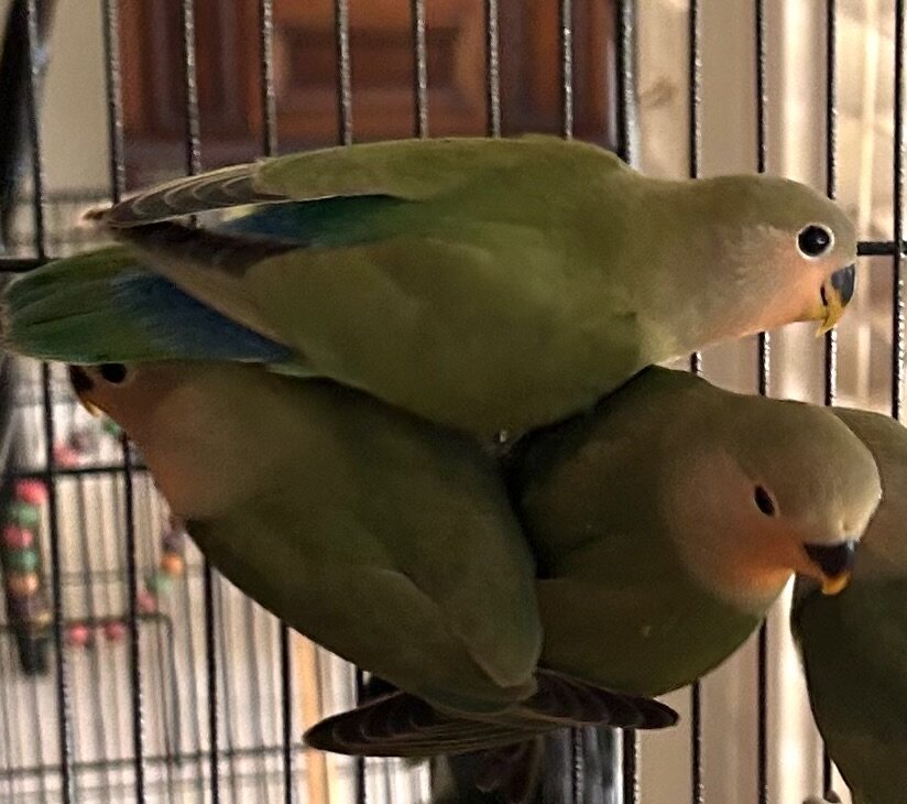 Peach-Faced Lovebirds image 6