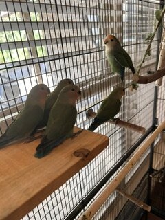 Peach-Faced Lovebirds image 3