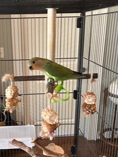 Peach-Faced Lovebirds image 2