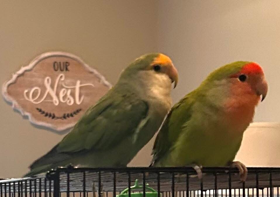 Peach-Faced Lovebirds image 9