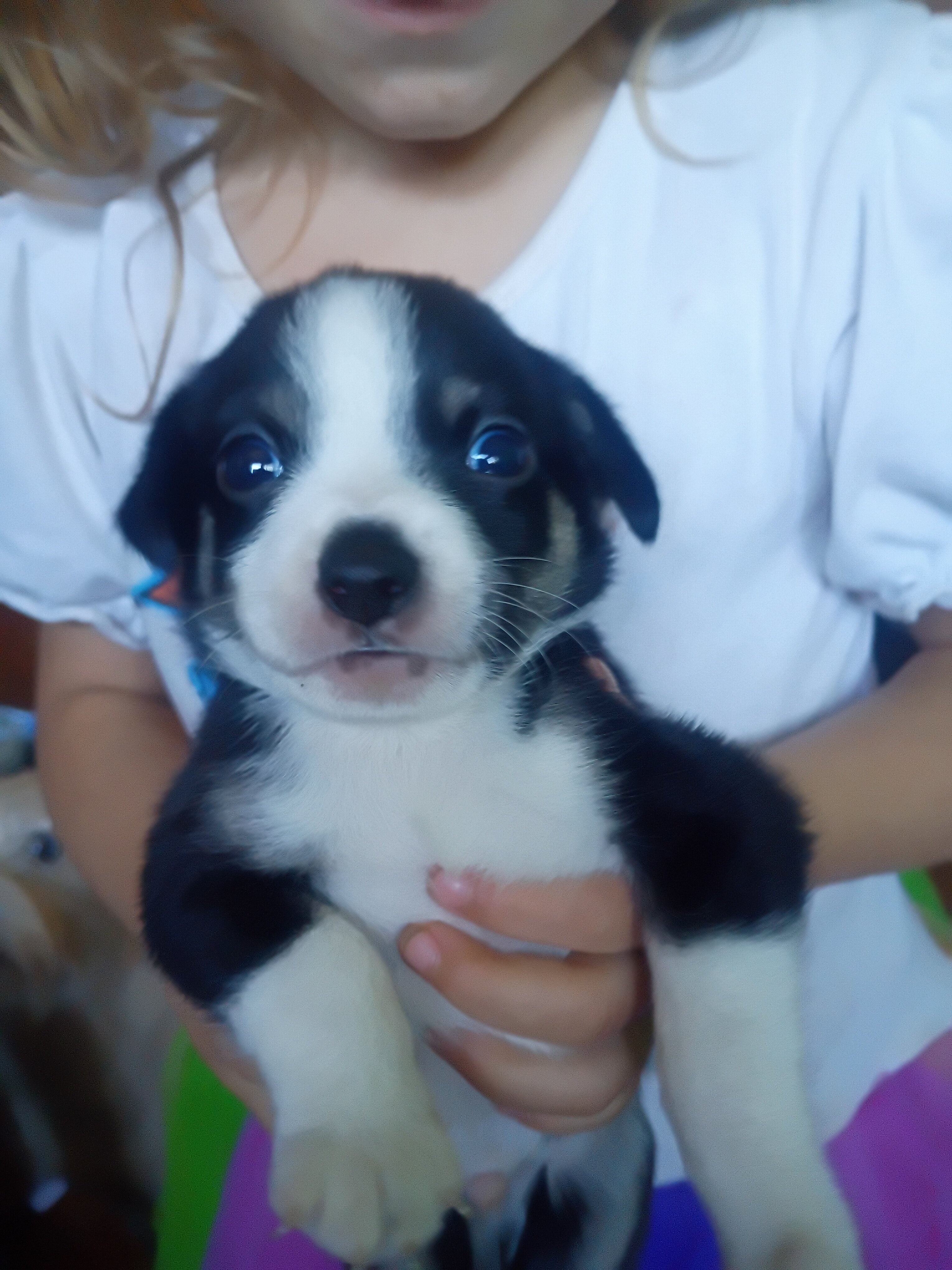 Chihuahua puppies image 3