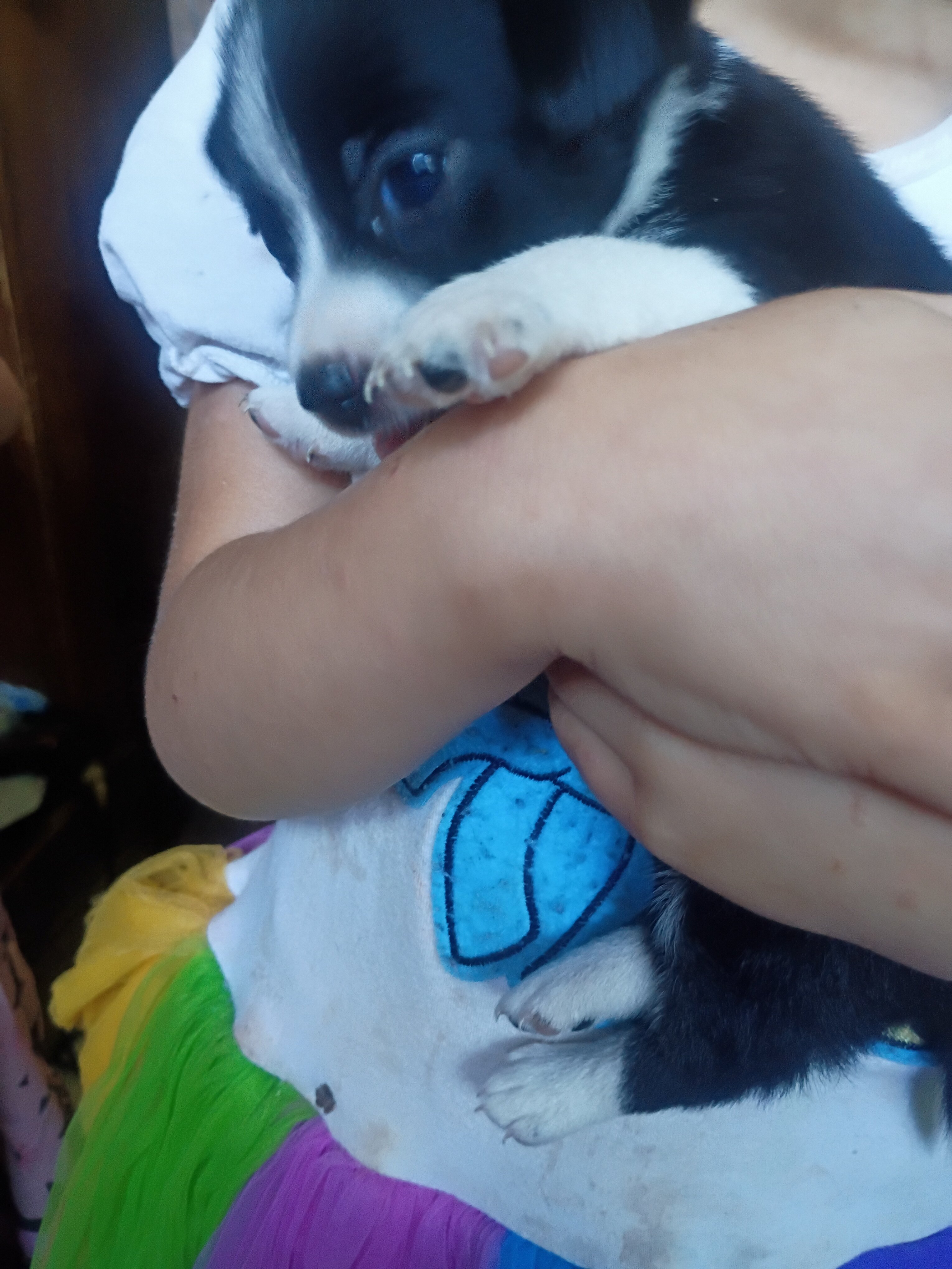 Chihuahua puppies image 1