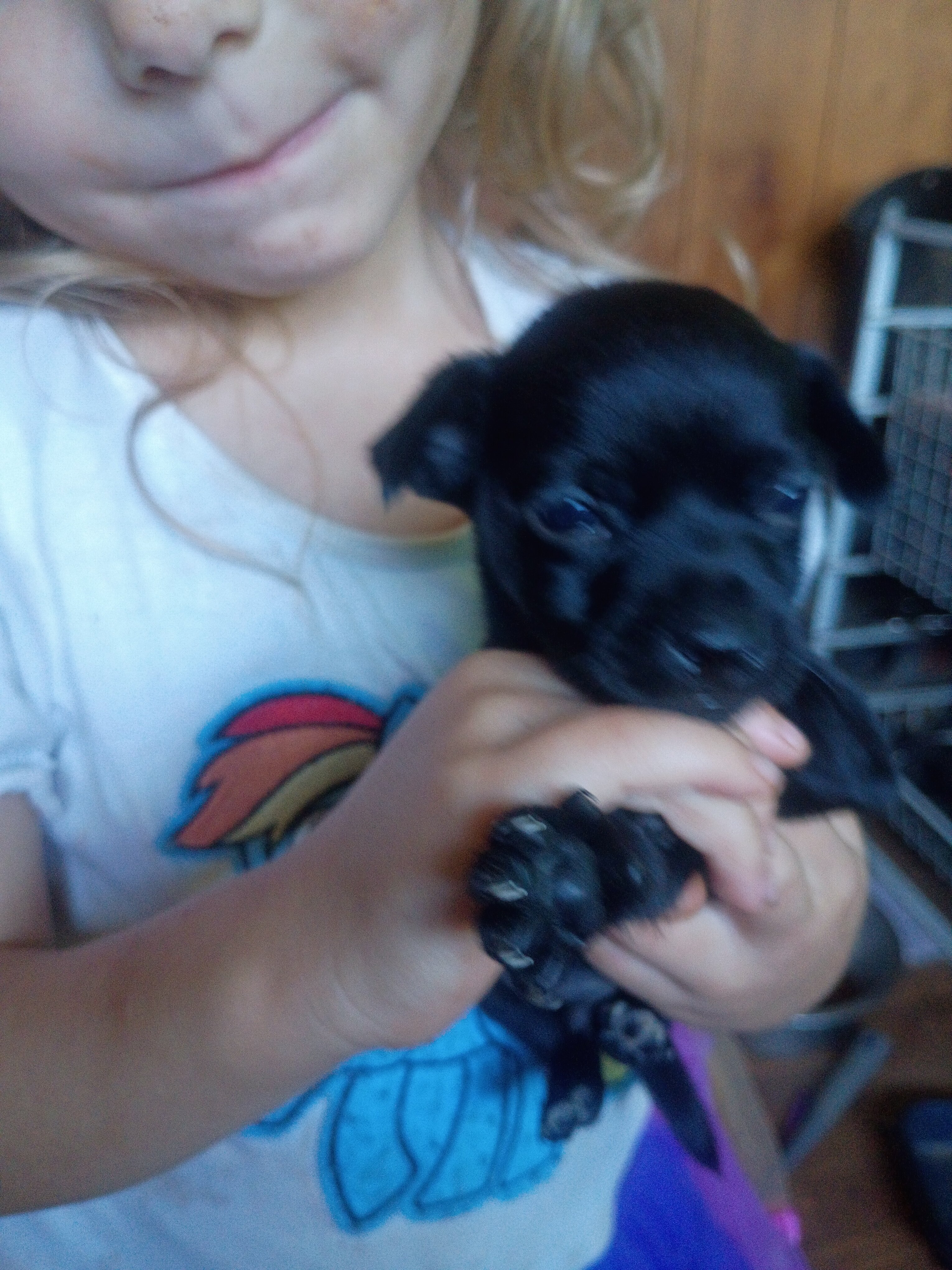 Chihuahua puppies image 4