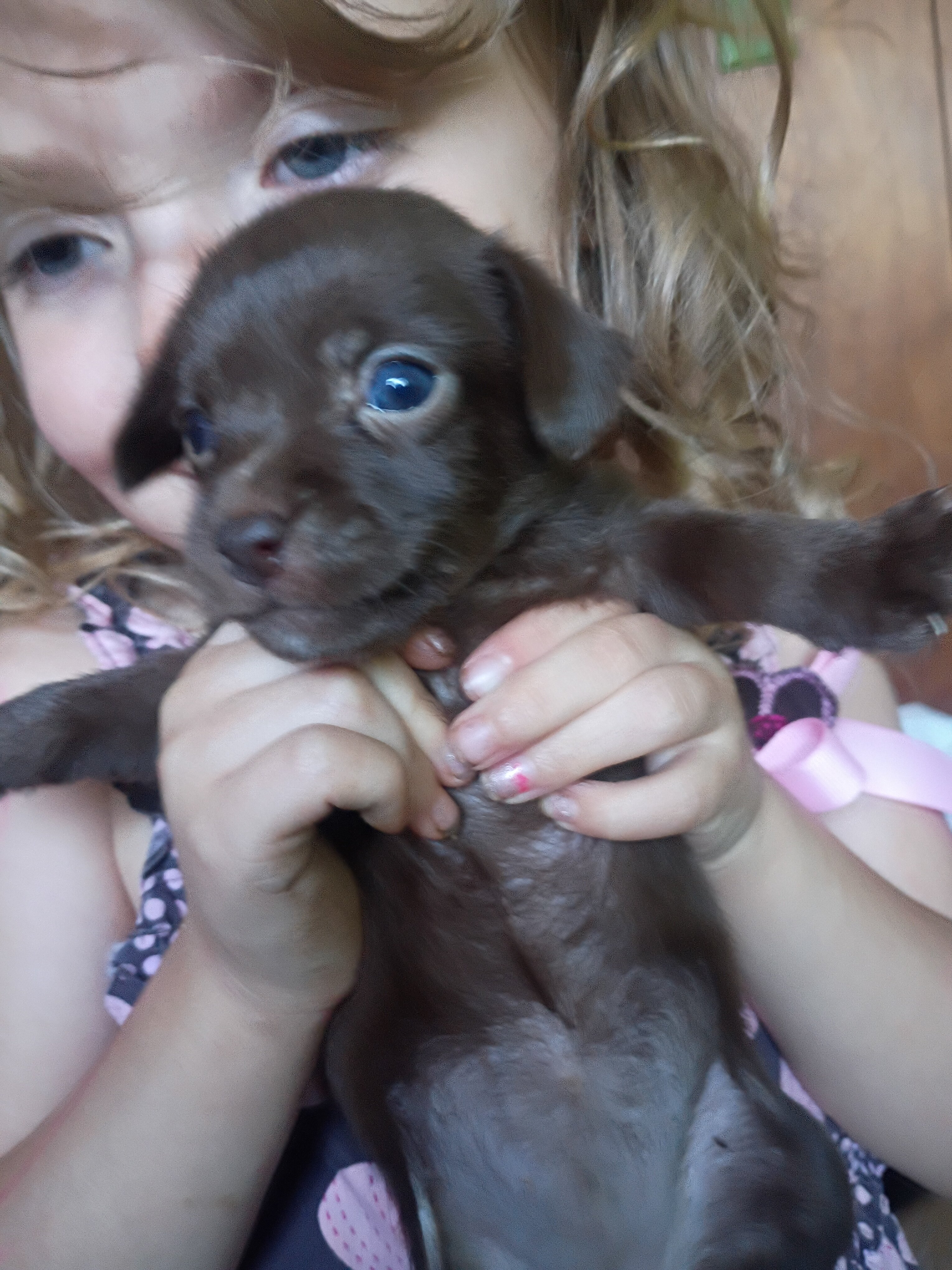 Chihuahua puppies image 2