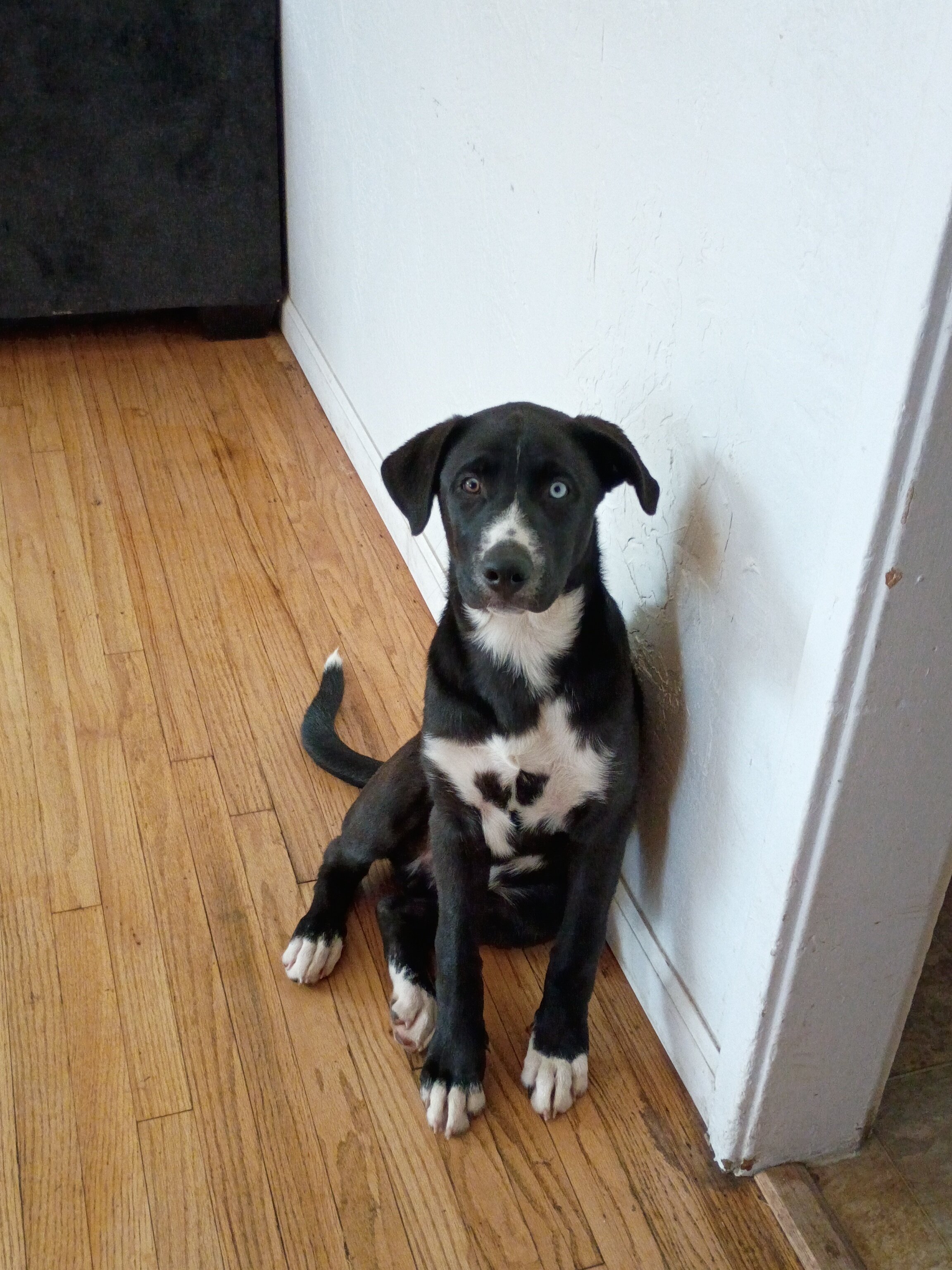 Husky/lab image 1