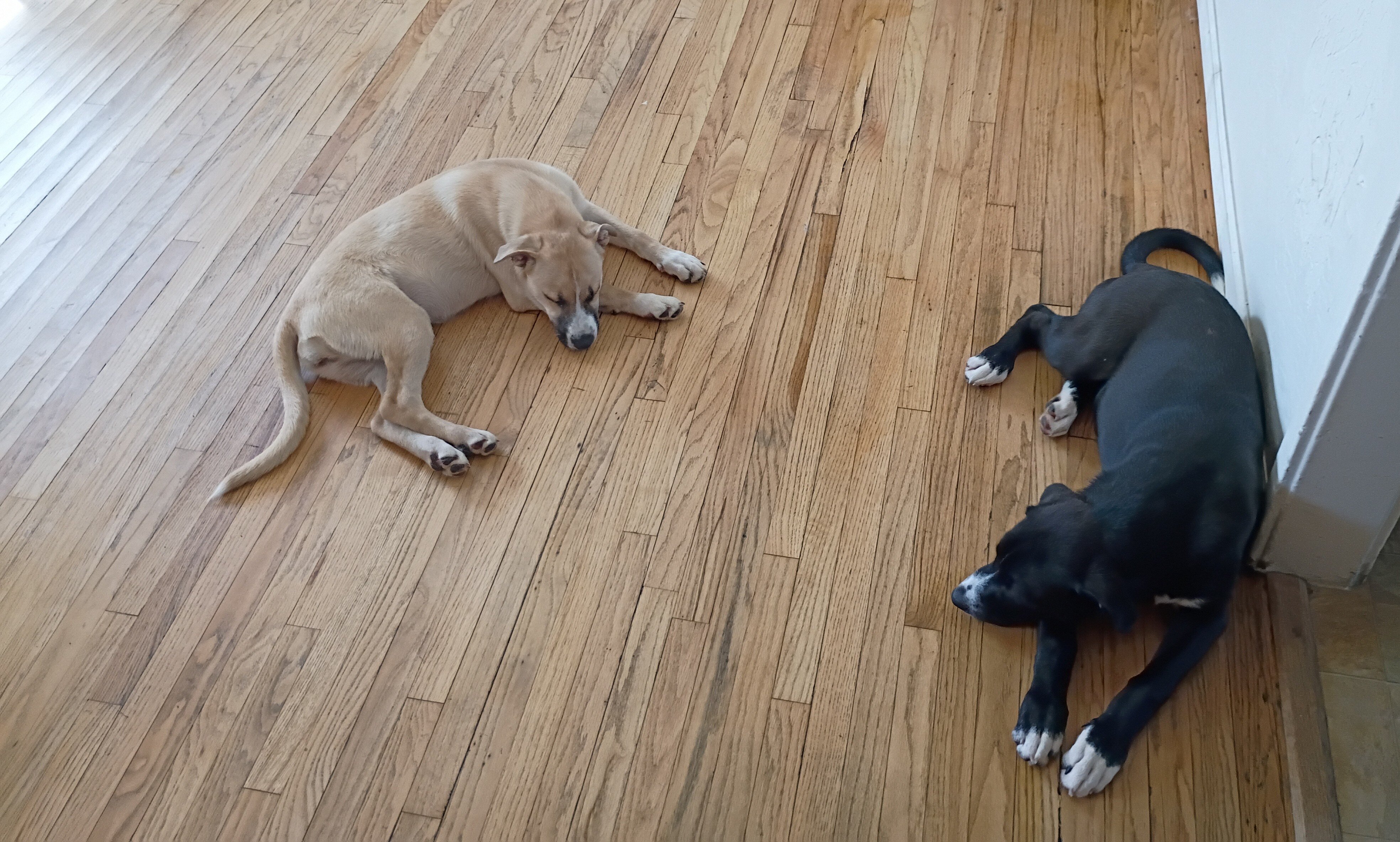 Husky/lab image 4