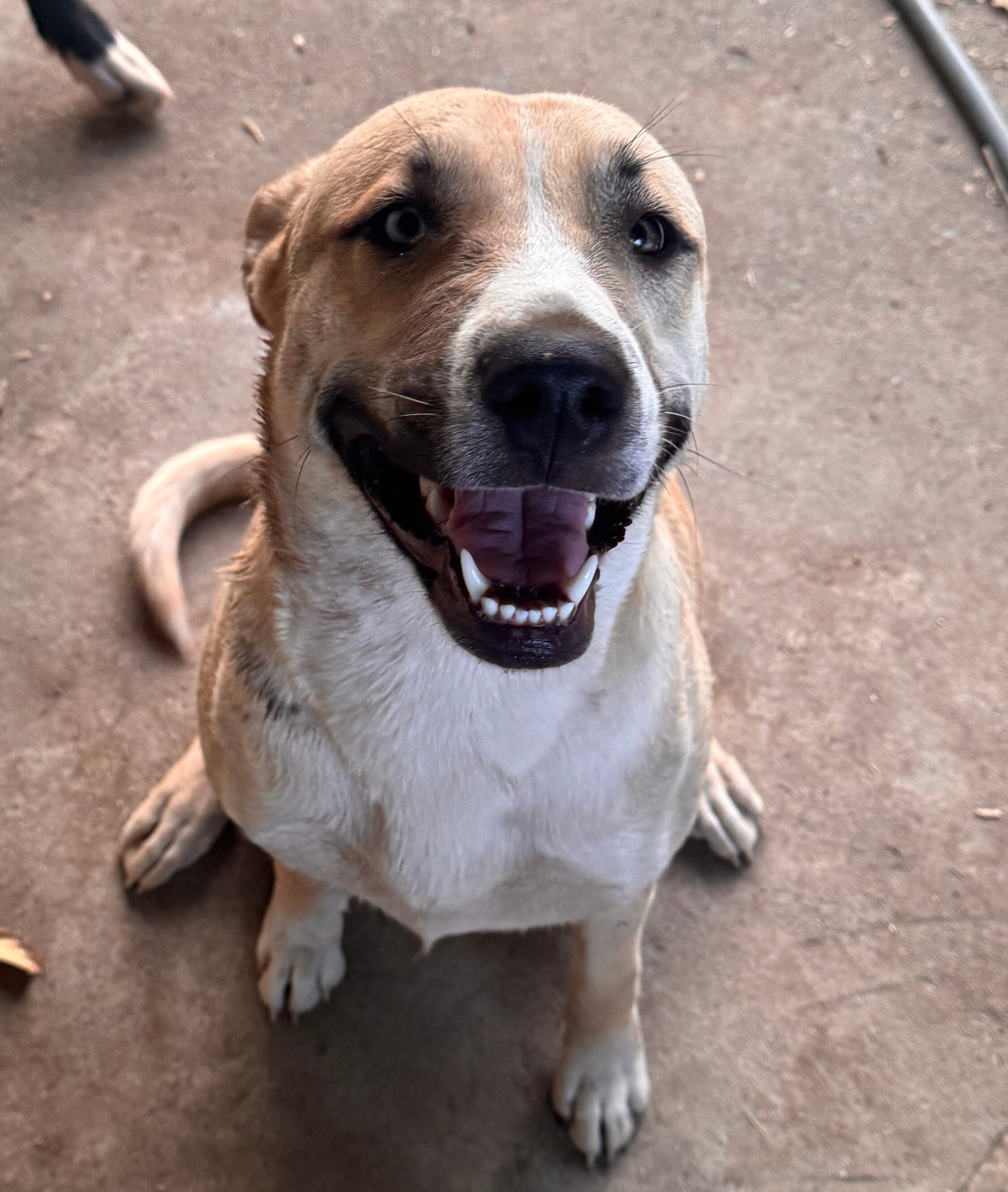 Husky/lab image 2