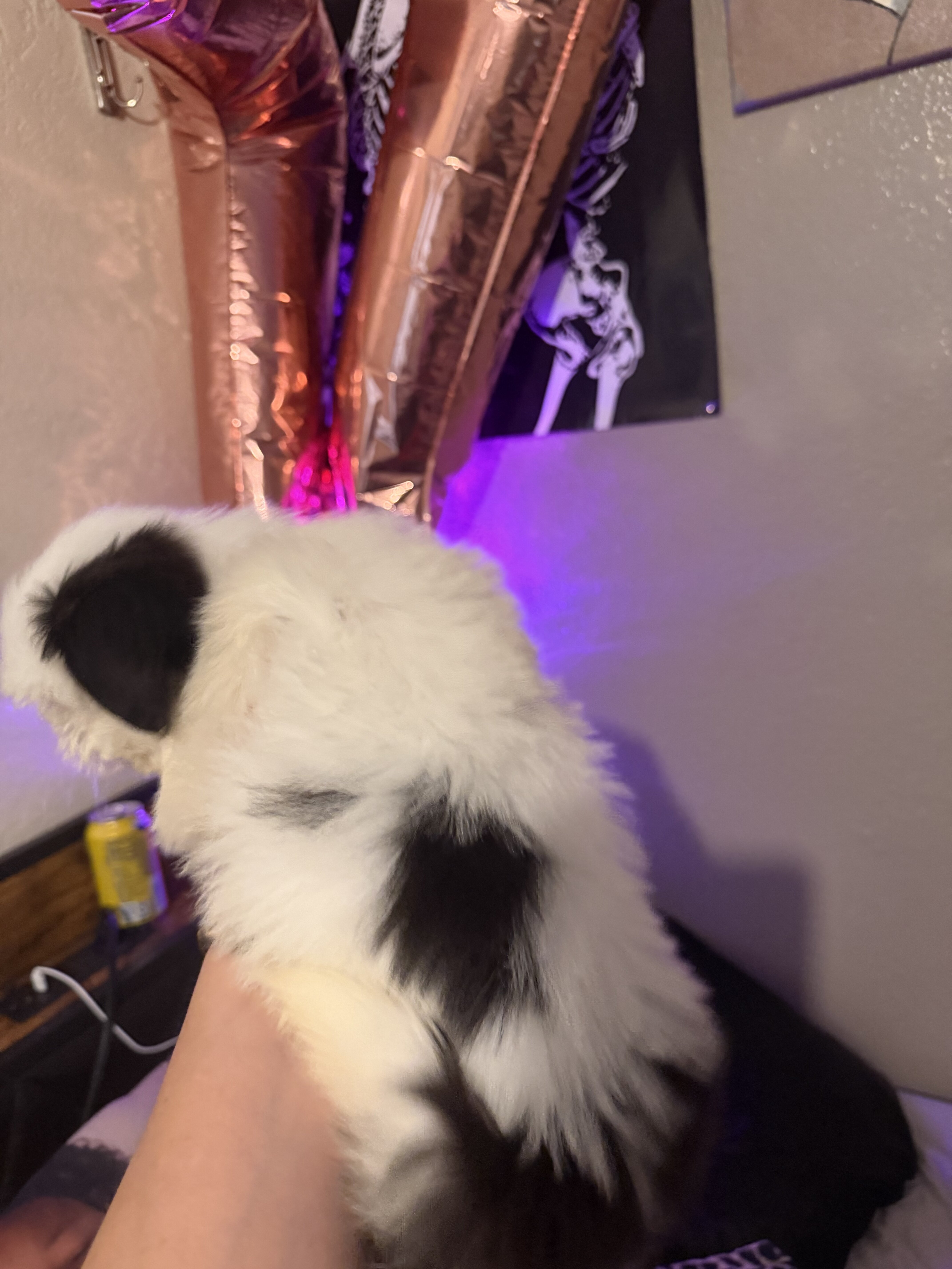 Shitzu image 1