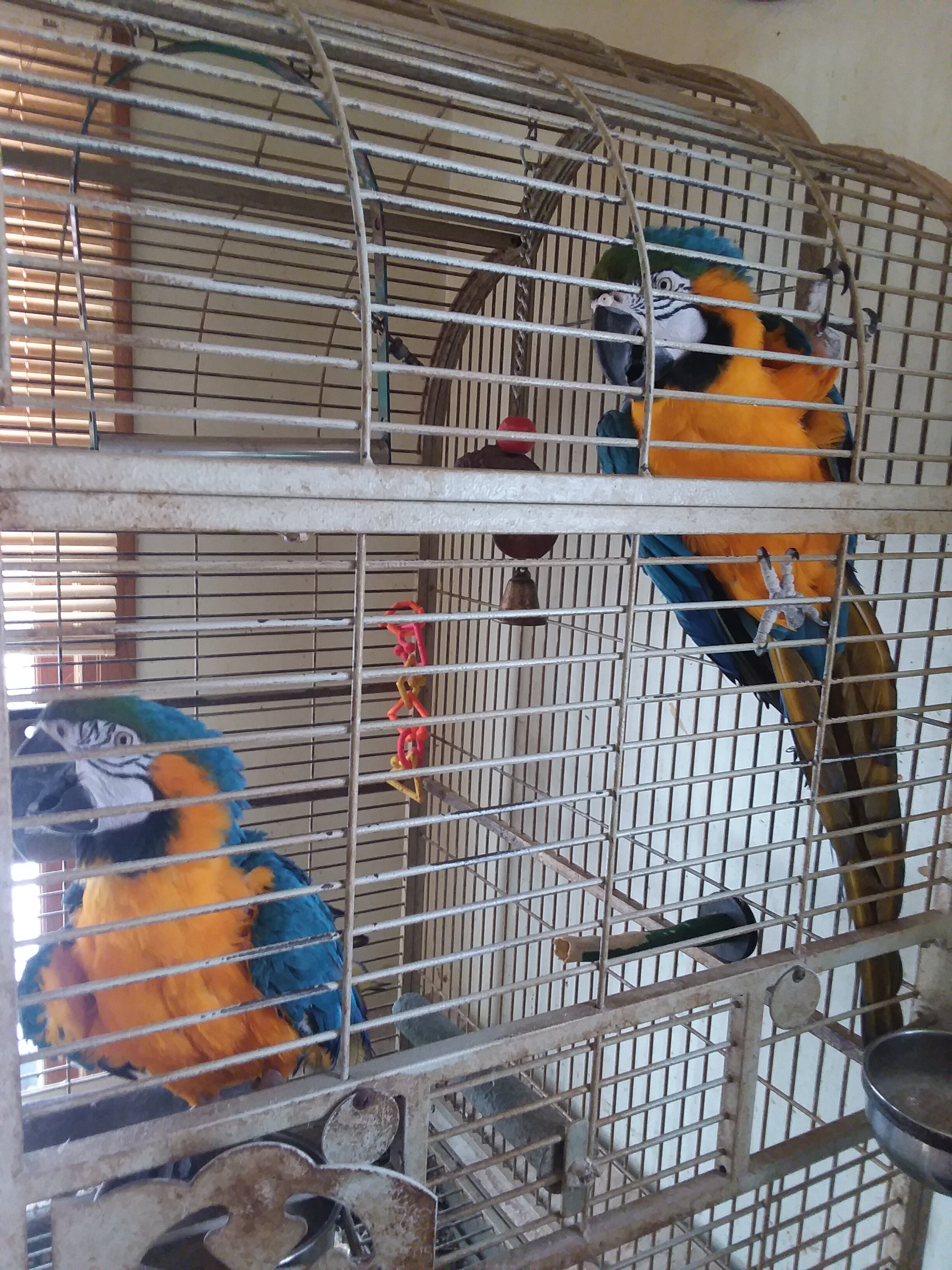 Blue and Gold Macaws image 2