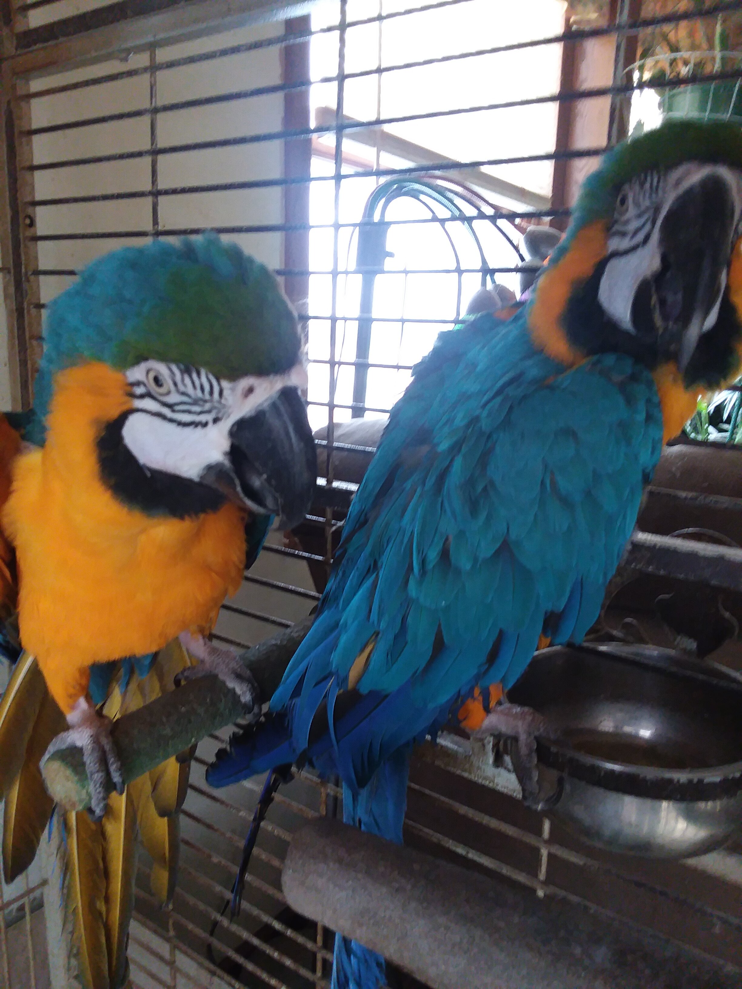 Blue and Gold Macaws image 1