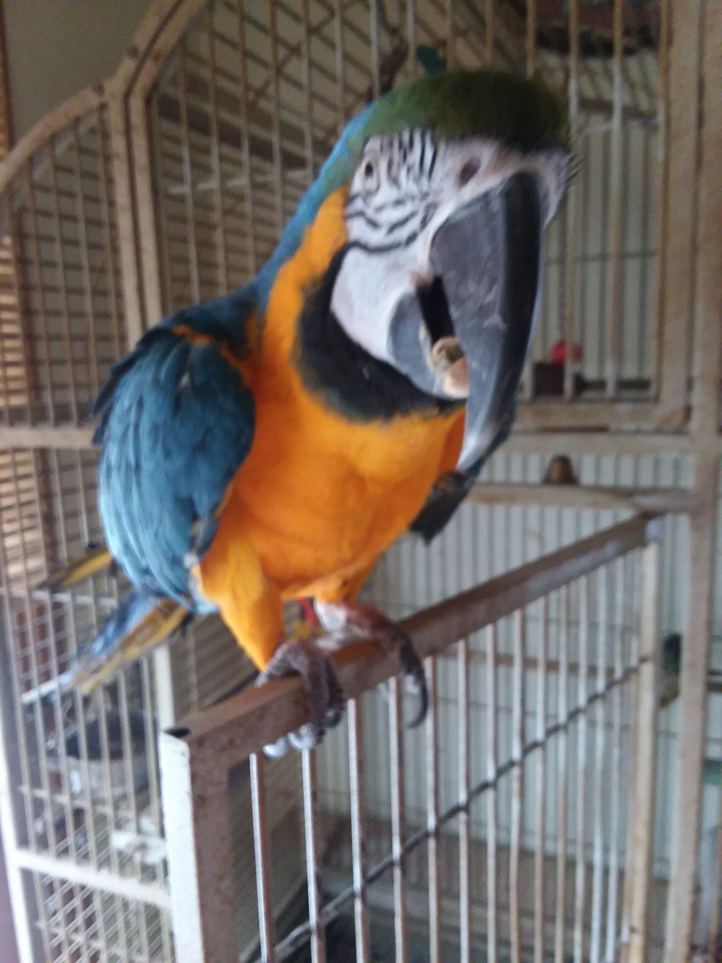 Blue and Gold Macaws image 3