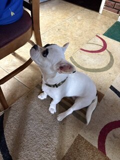 free cute happy doggy image 2