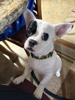free cute happy doggy image 1