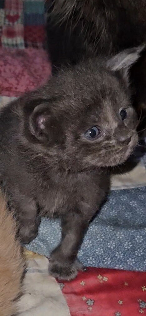 Maine coon kittens image 1