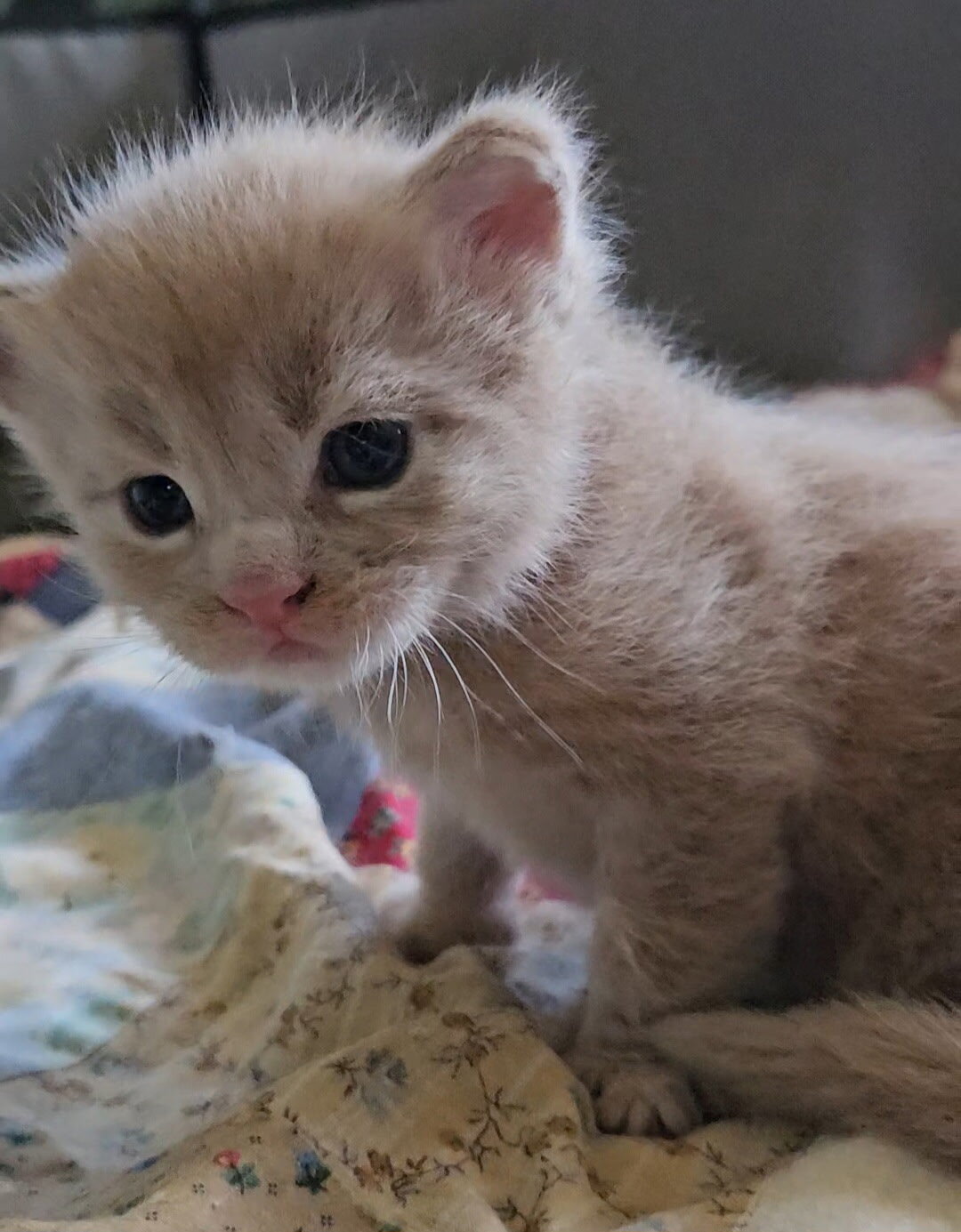 Maine coon kittens image 2