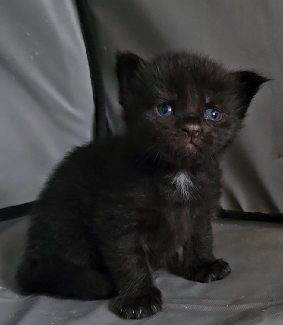 Maine coon kittens image 4