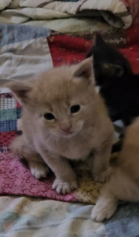 Maine coon kittens image 3