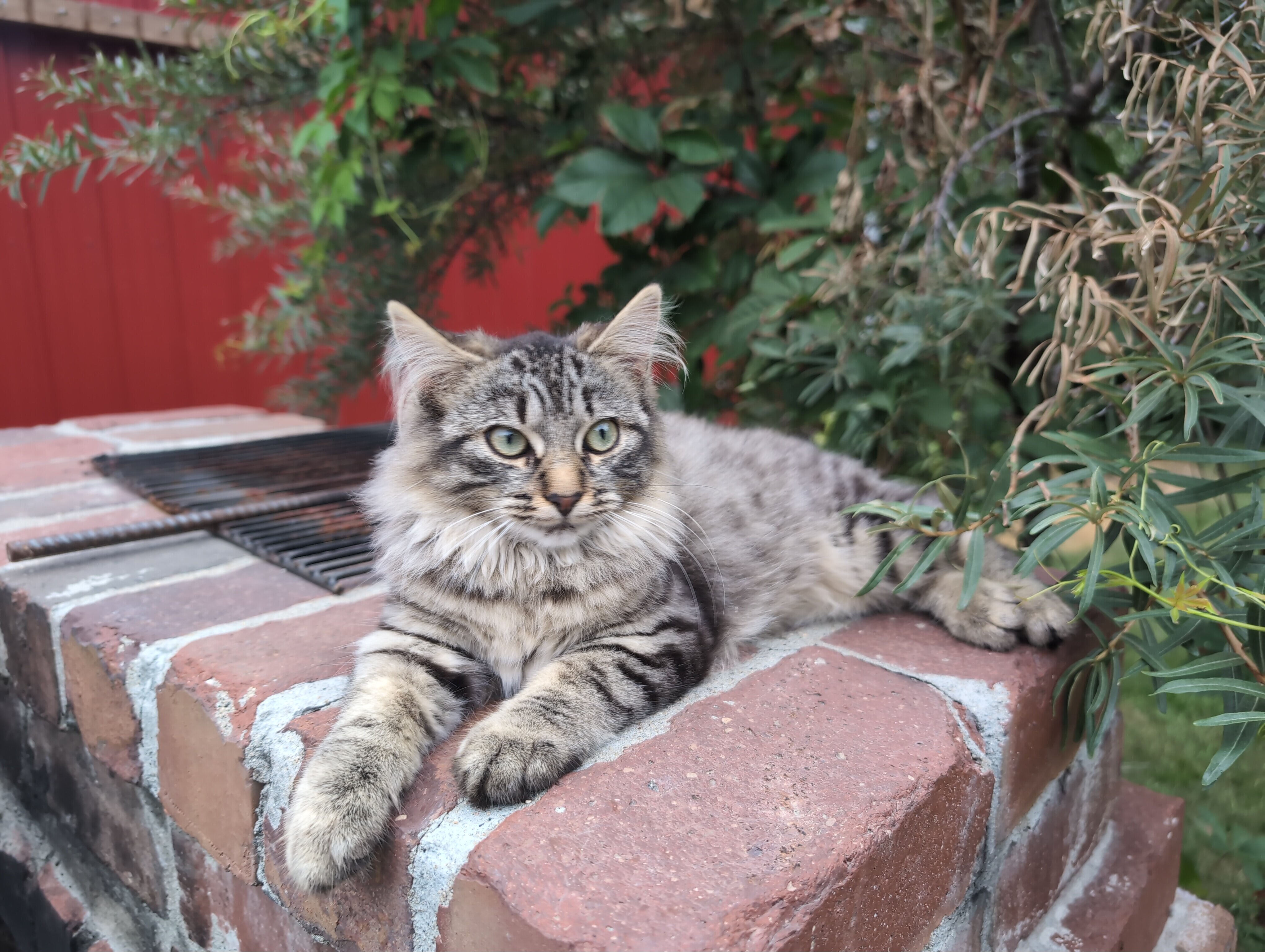 Fluffy Female Kitten image 1