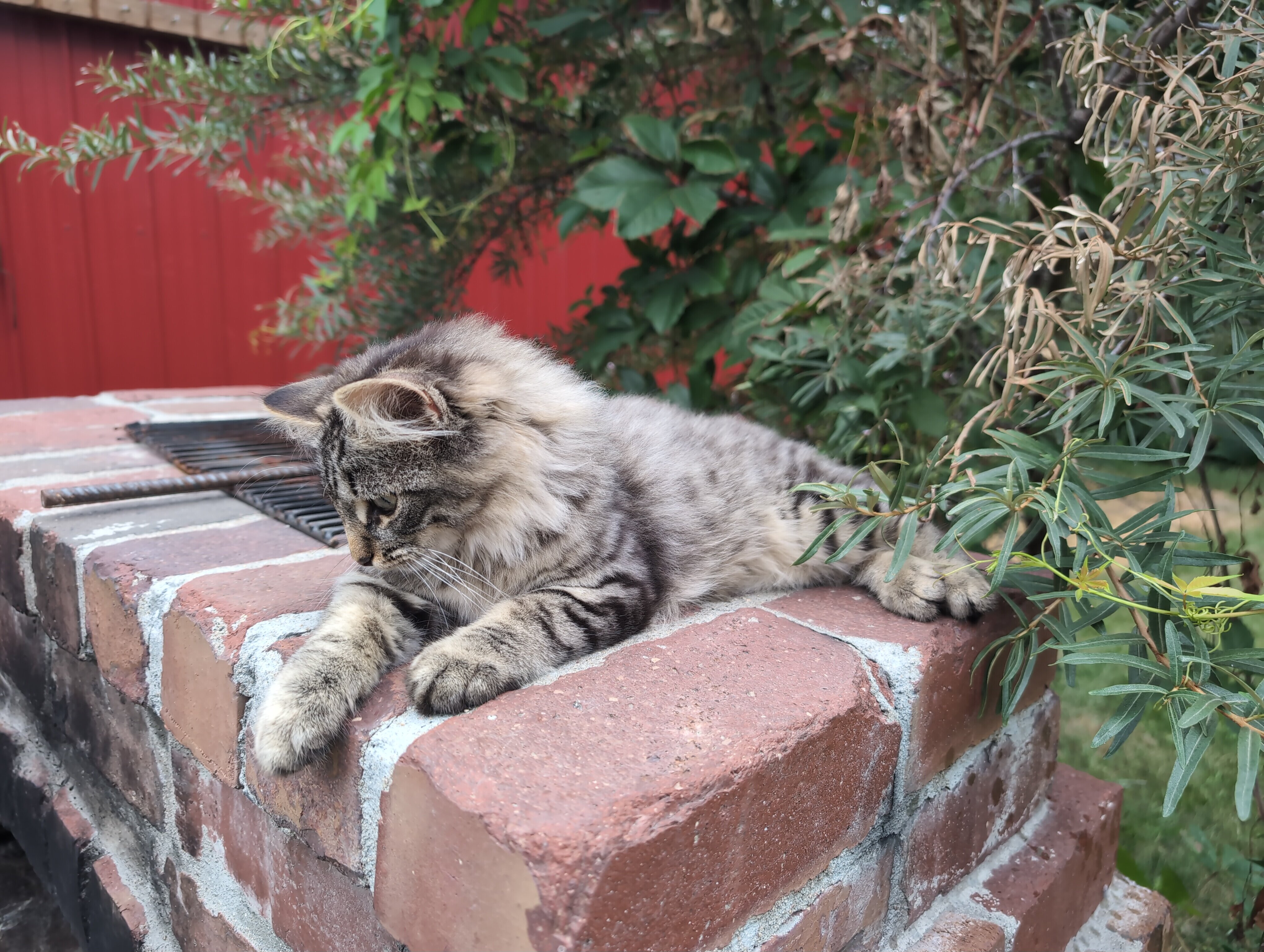 Fluffy Female Kitten image 2