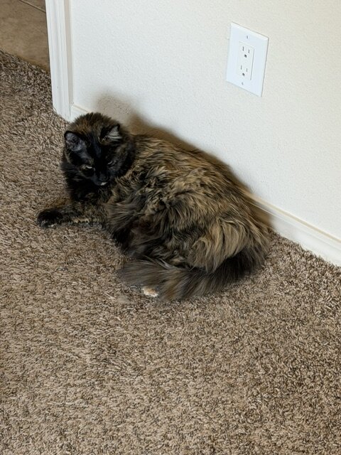 cats image 2