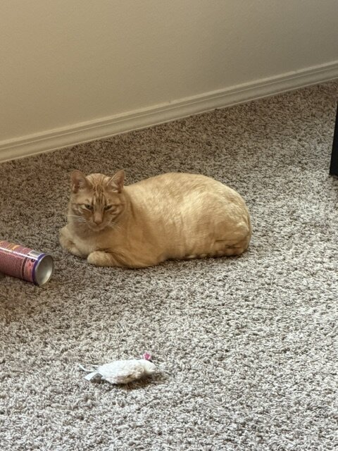 cats image 1