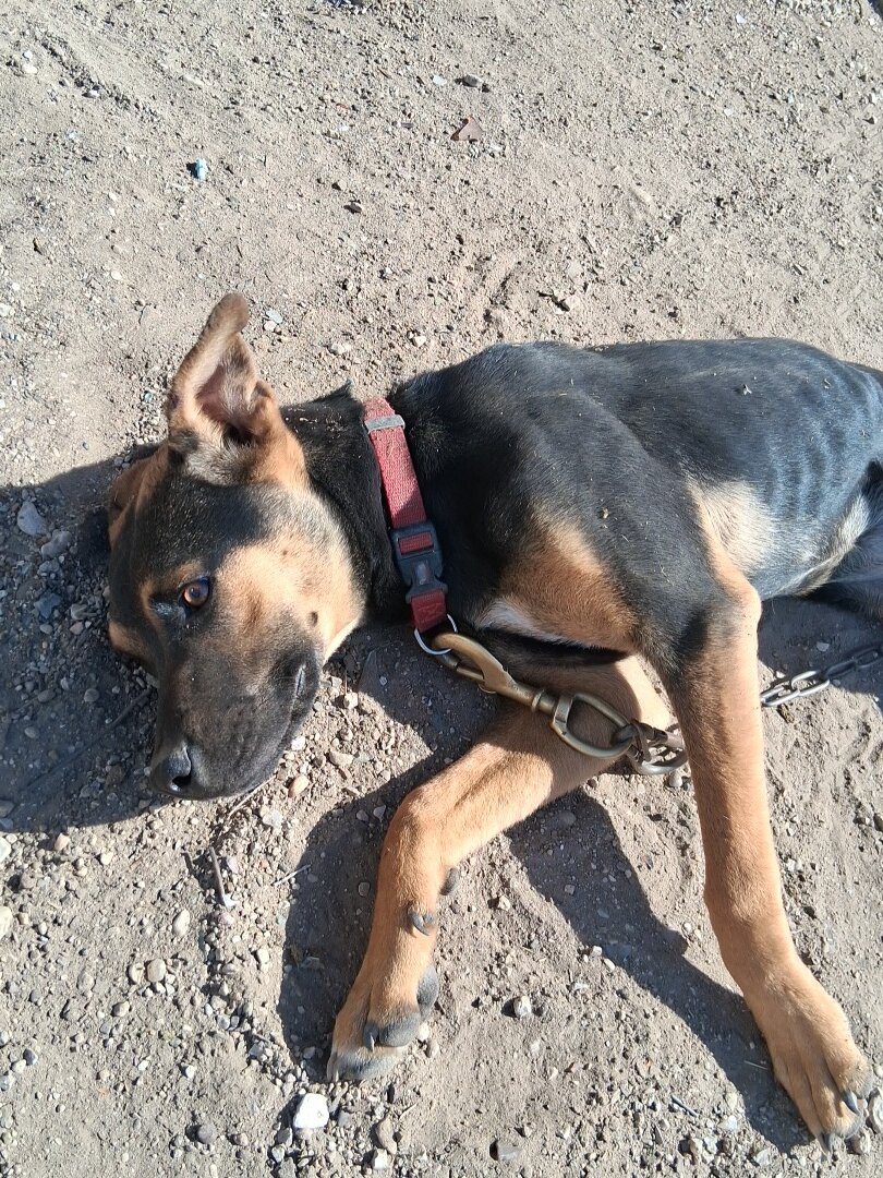 Pitbull mix image 1