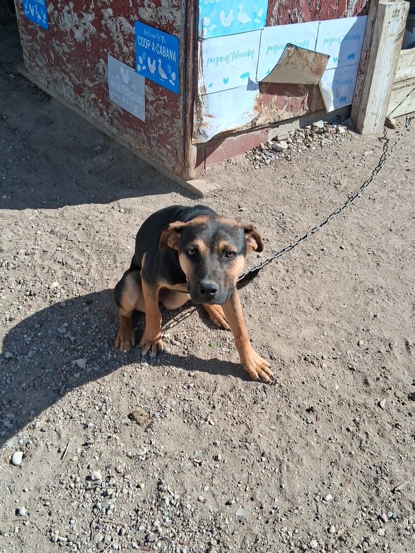 Pitbull mix image 3