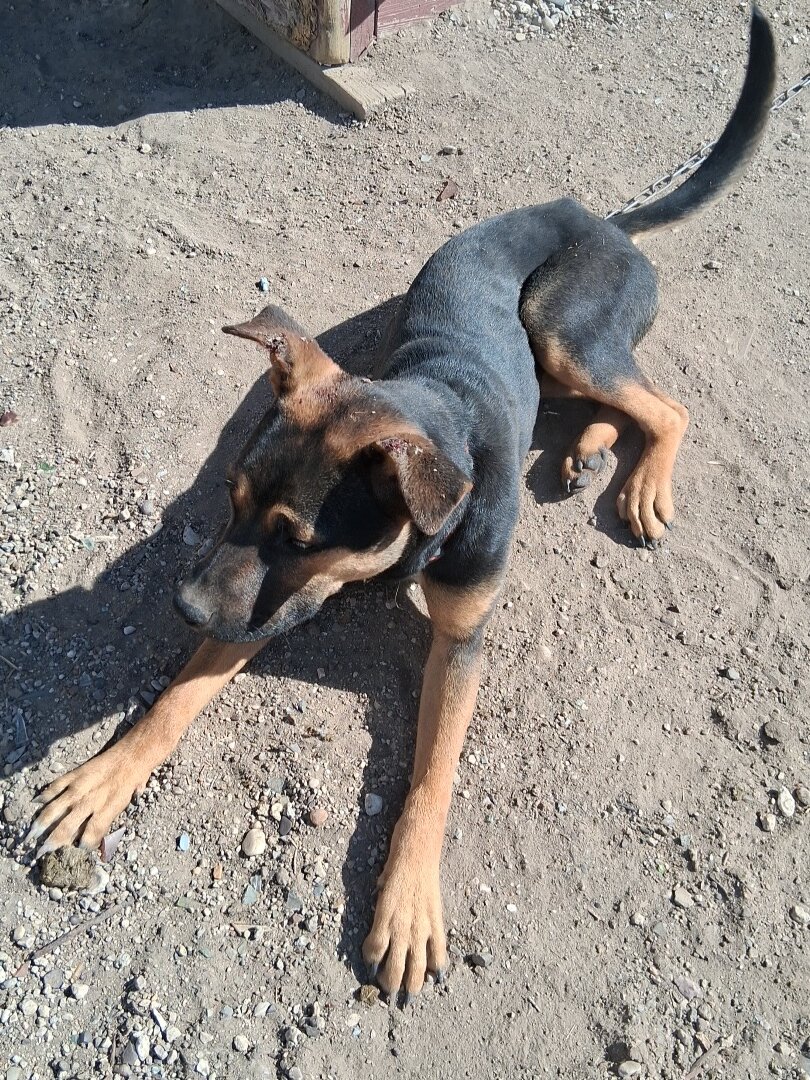 Pitbull mix image 2