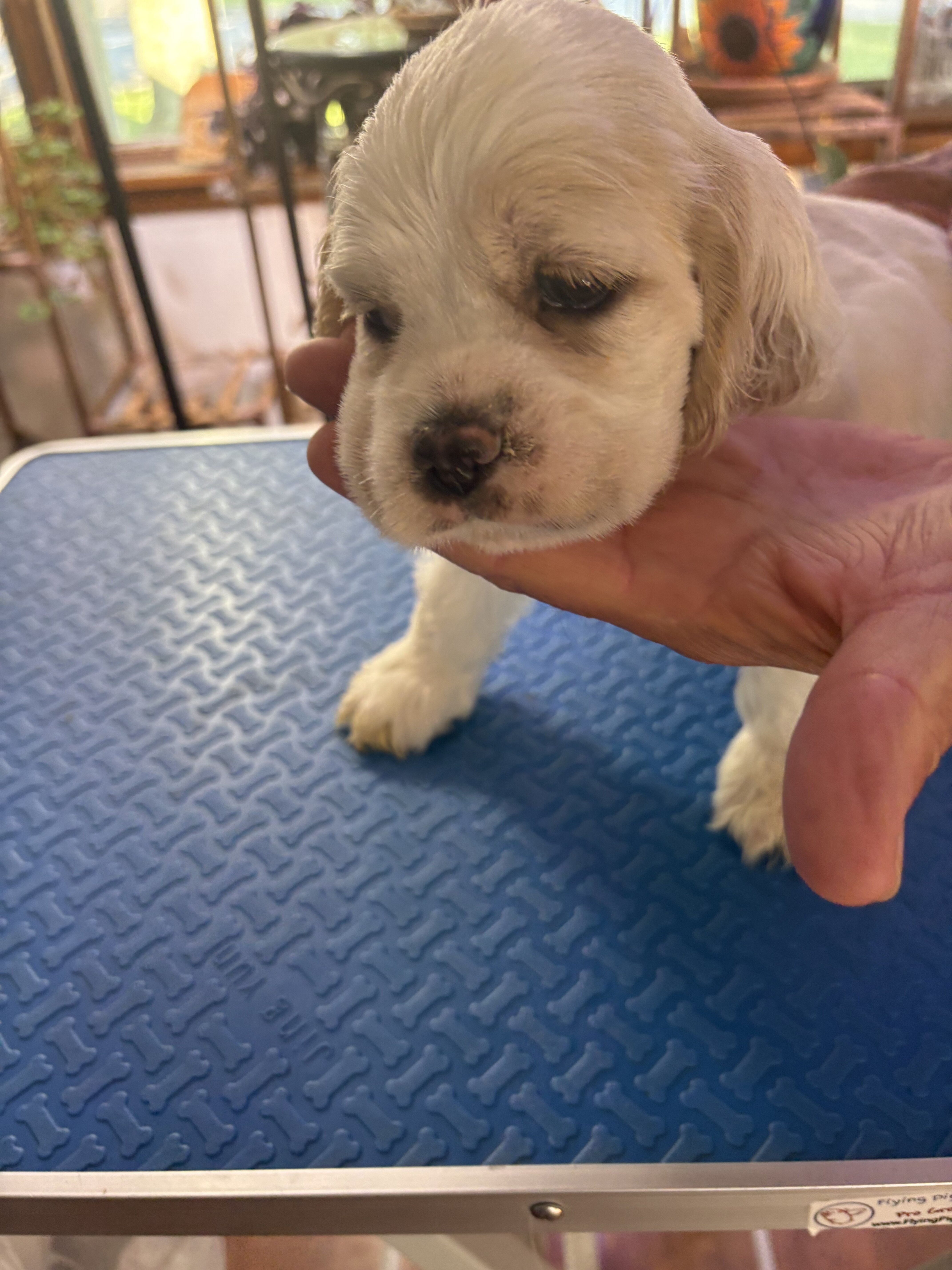 Cocker Spaniel puppies image 2