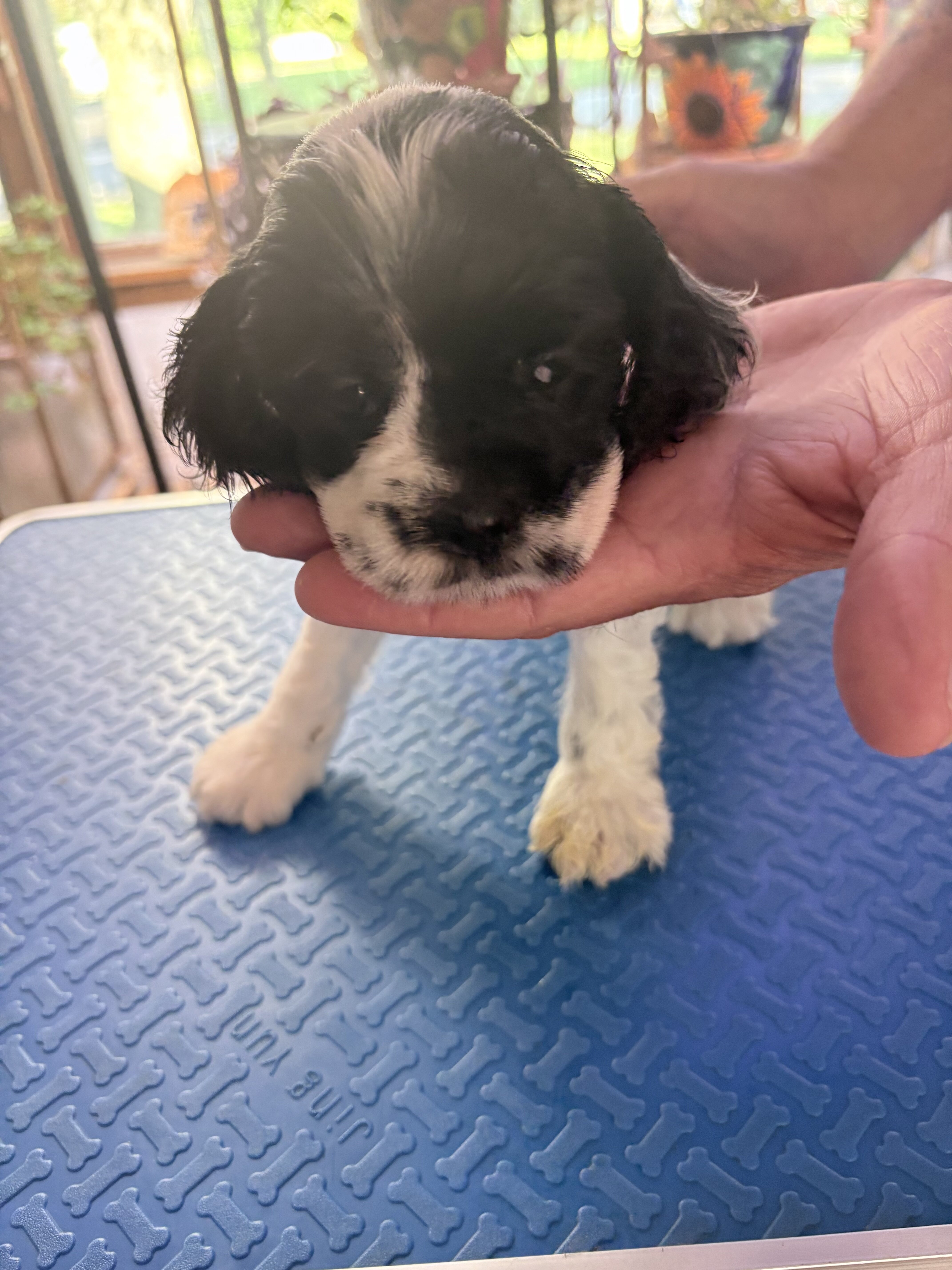 Cocker Spaniel puppies image 1