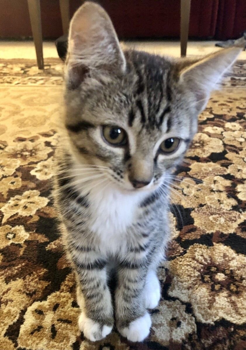 American Shorthair Cat image 4