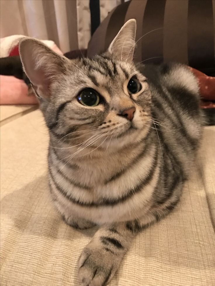American Shorthair Cat image 1