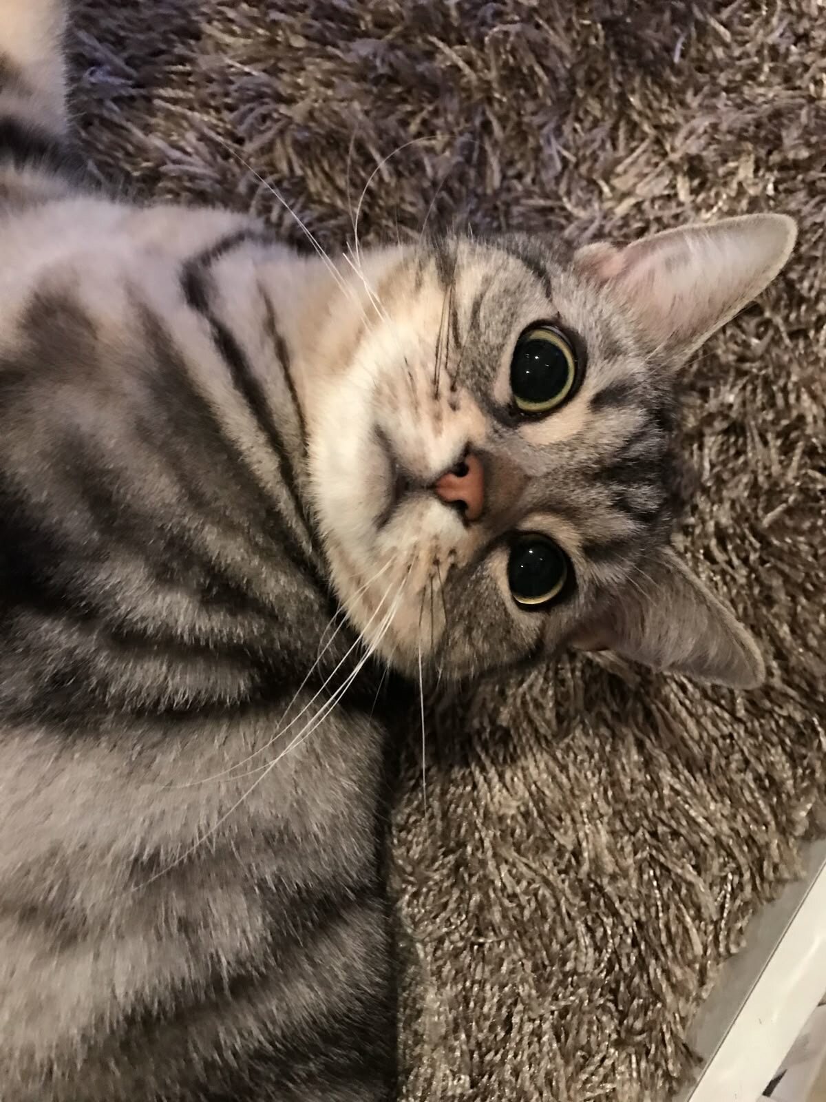 American Shorthair Cat image 2