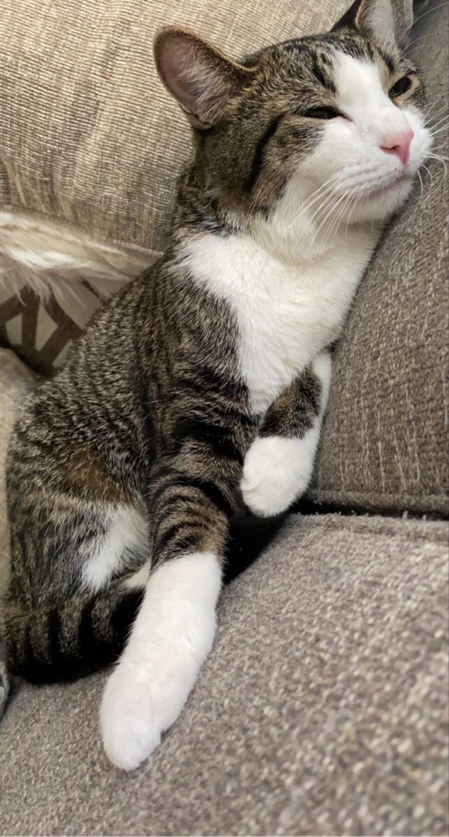 American Shorthair Cat image 3