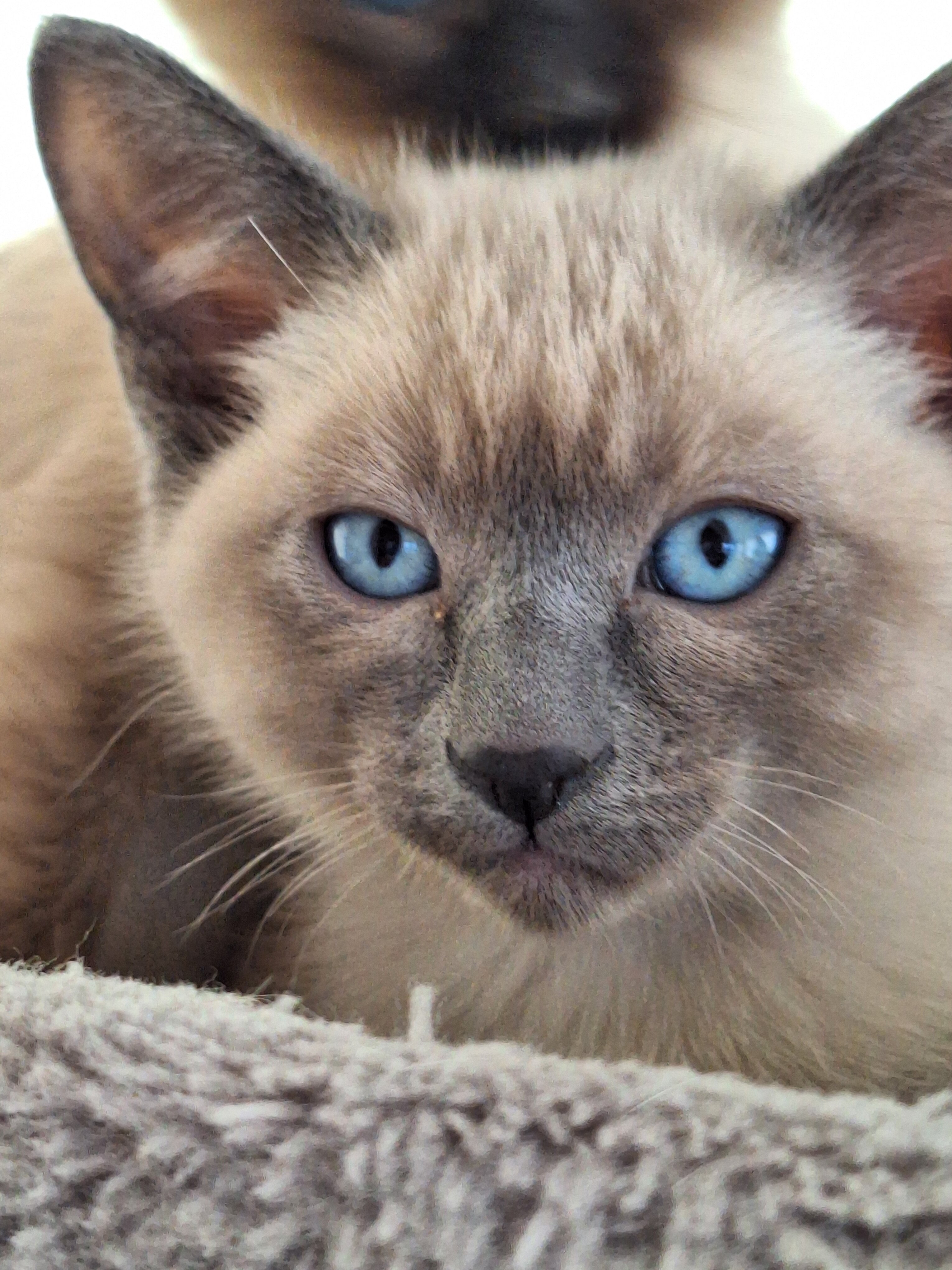 Traditional Traditional Applehead purebred Siamese image 8