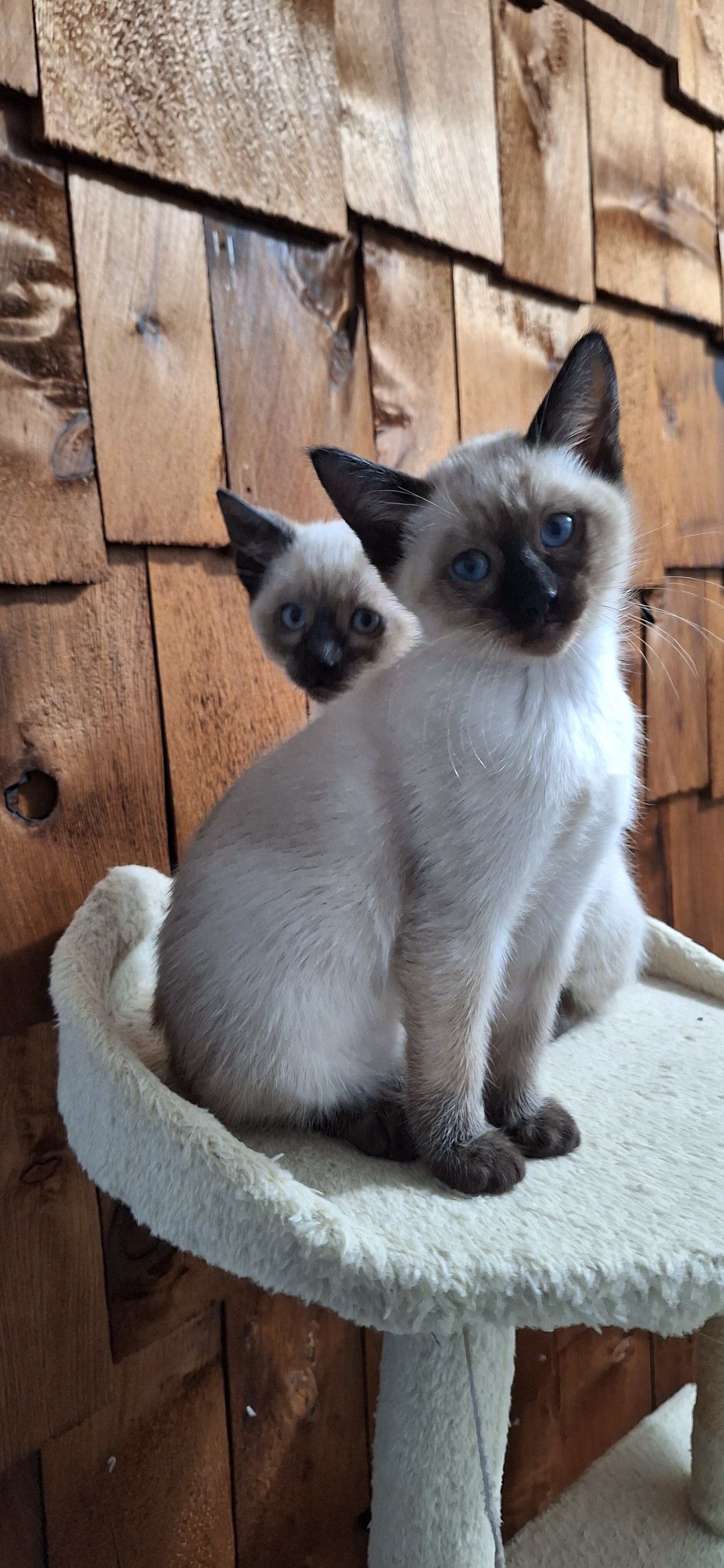 Traditional Traditional Applehead purebred Siamese image 5