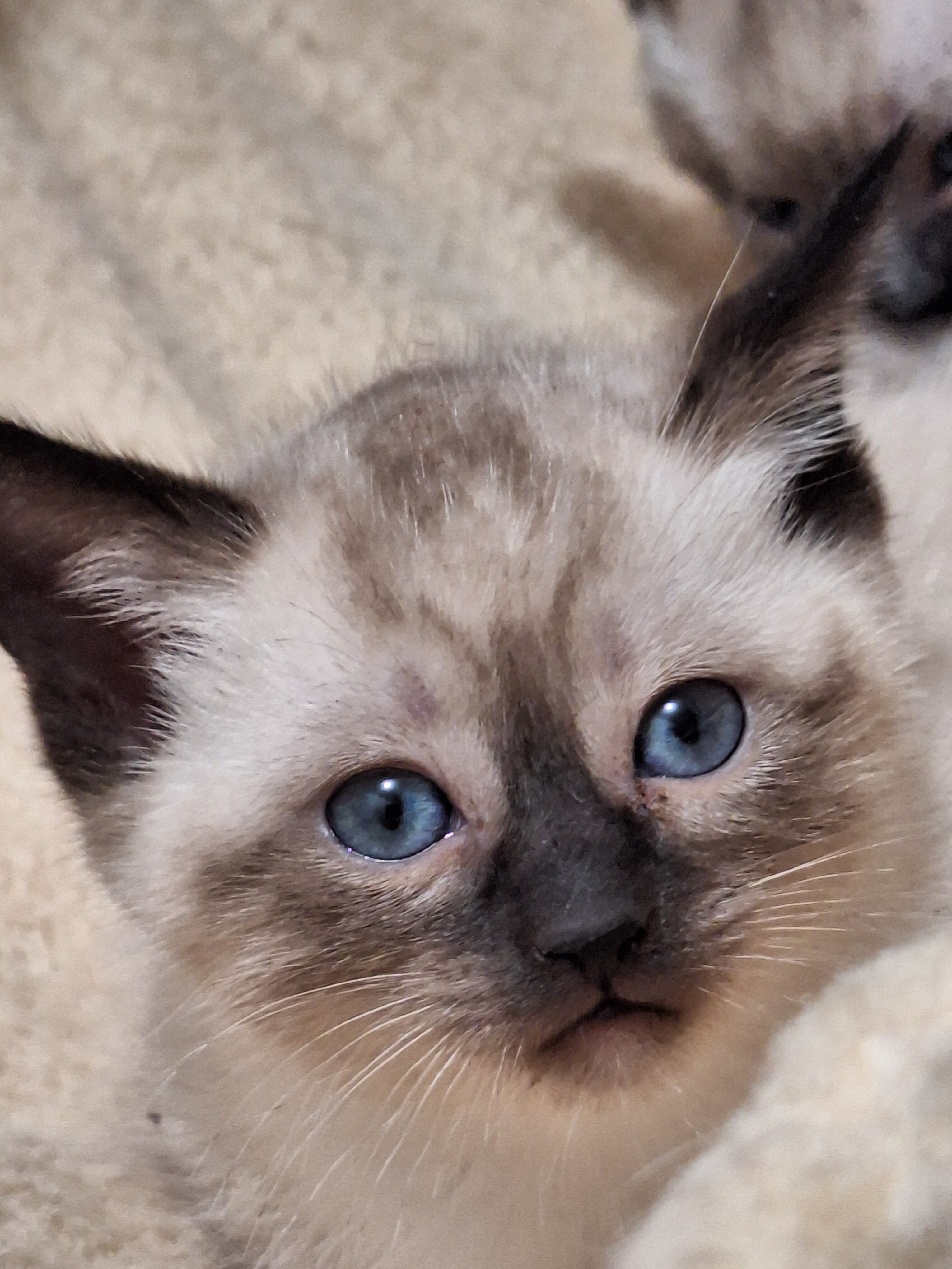 Traditional Traditional Applehead purebred Siamese image 4