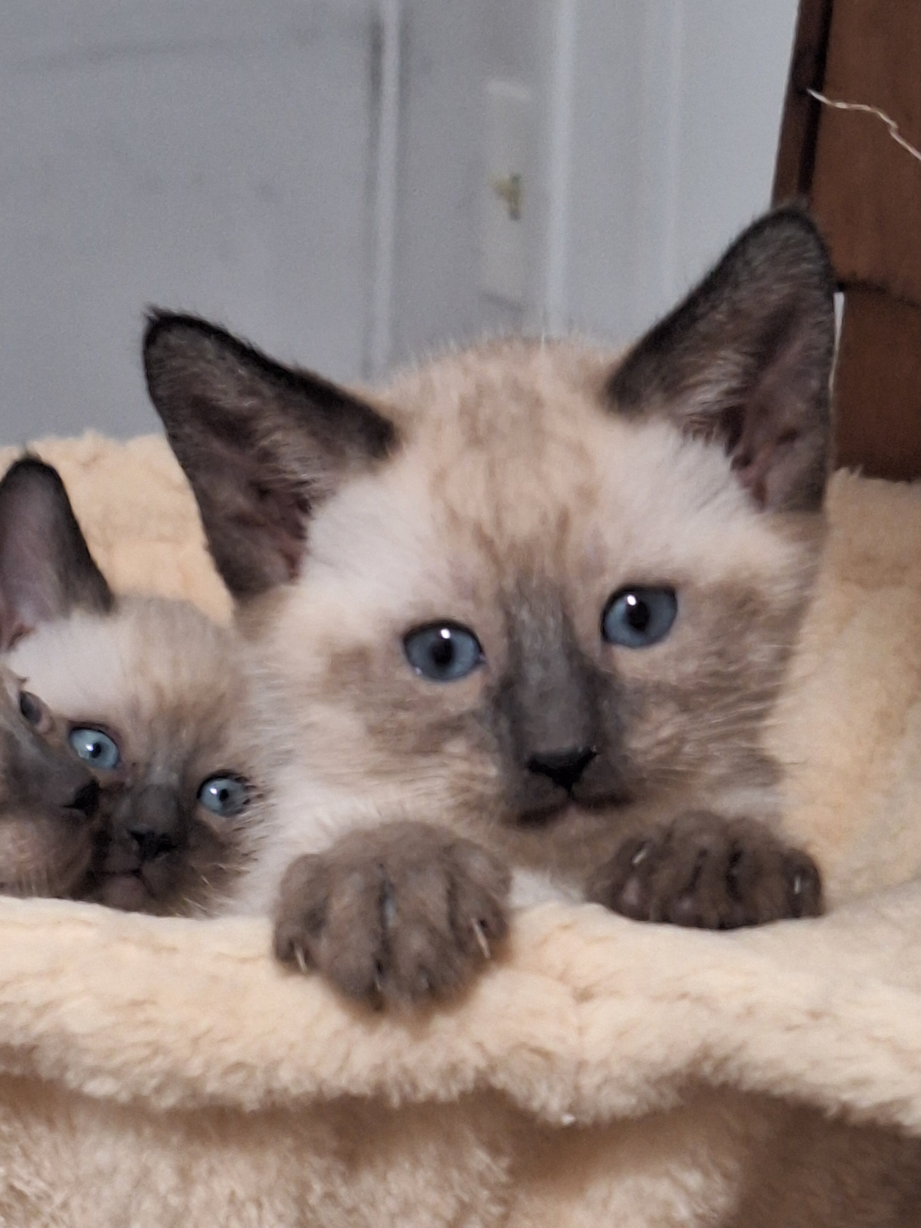 Traditional Traditional Applehead purebred Siamese image 2