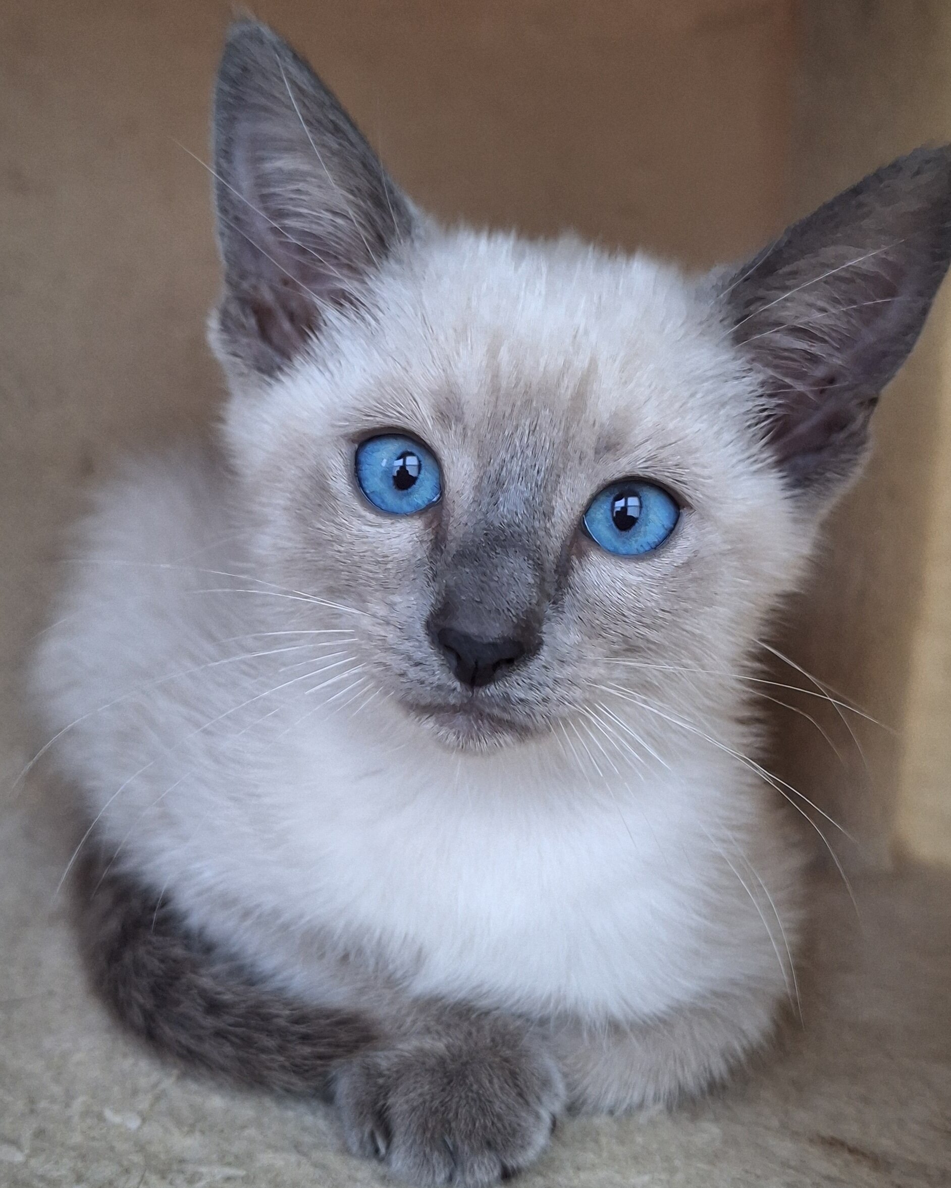 Traditional Traditional Applehead purebred Siamese image 7