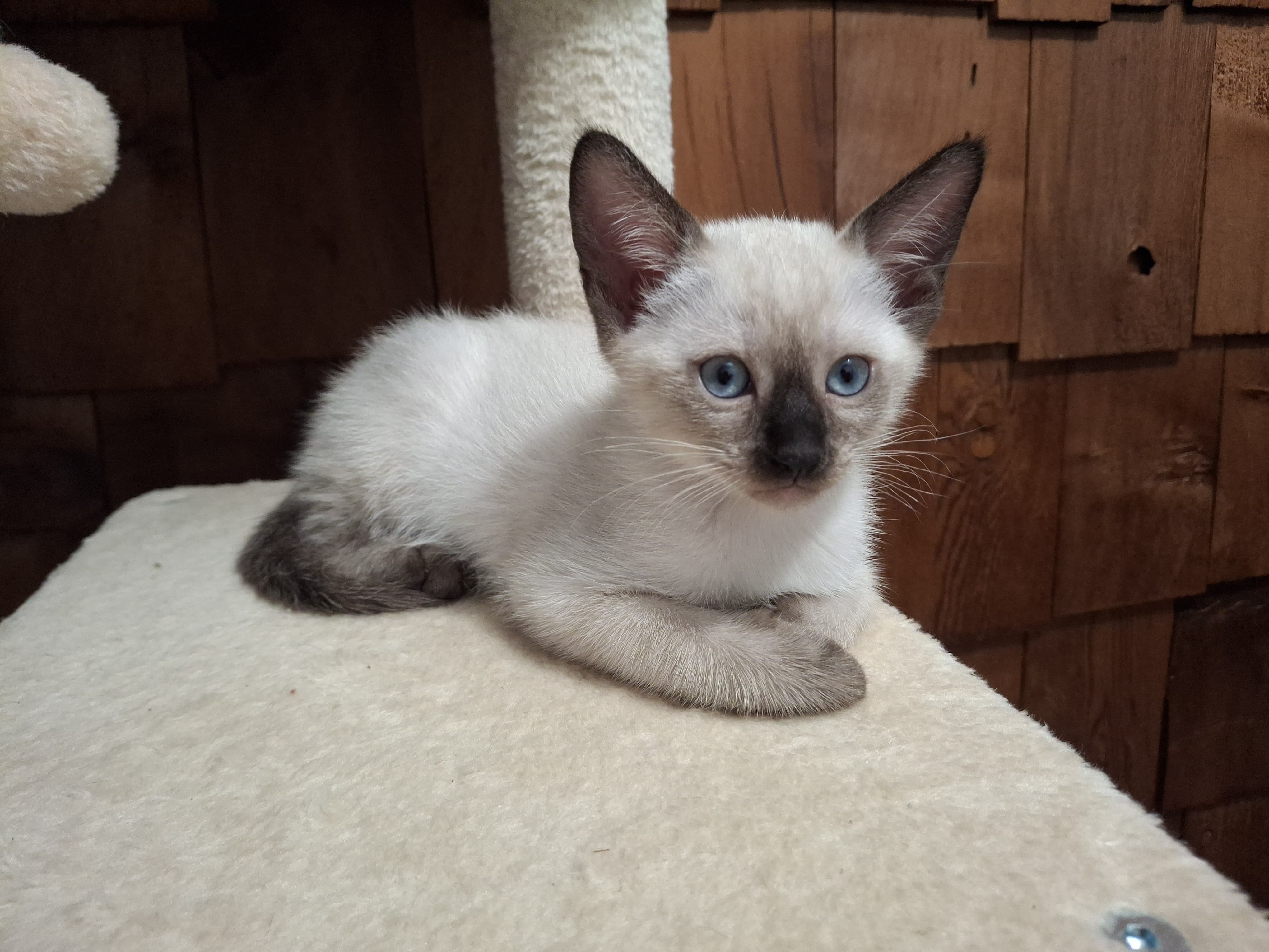 Traditional Traditional Applehead purebred Siamese image 3