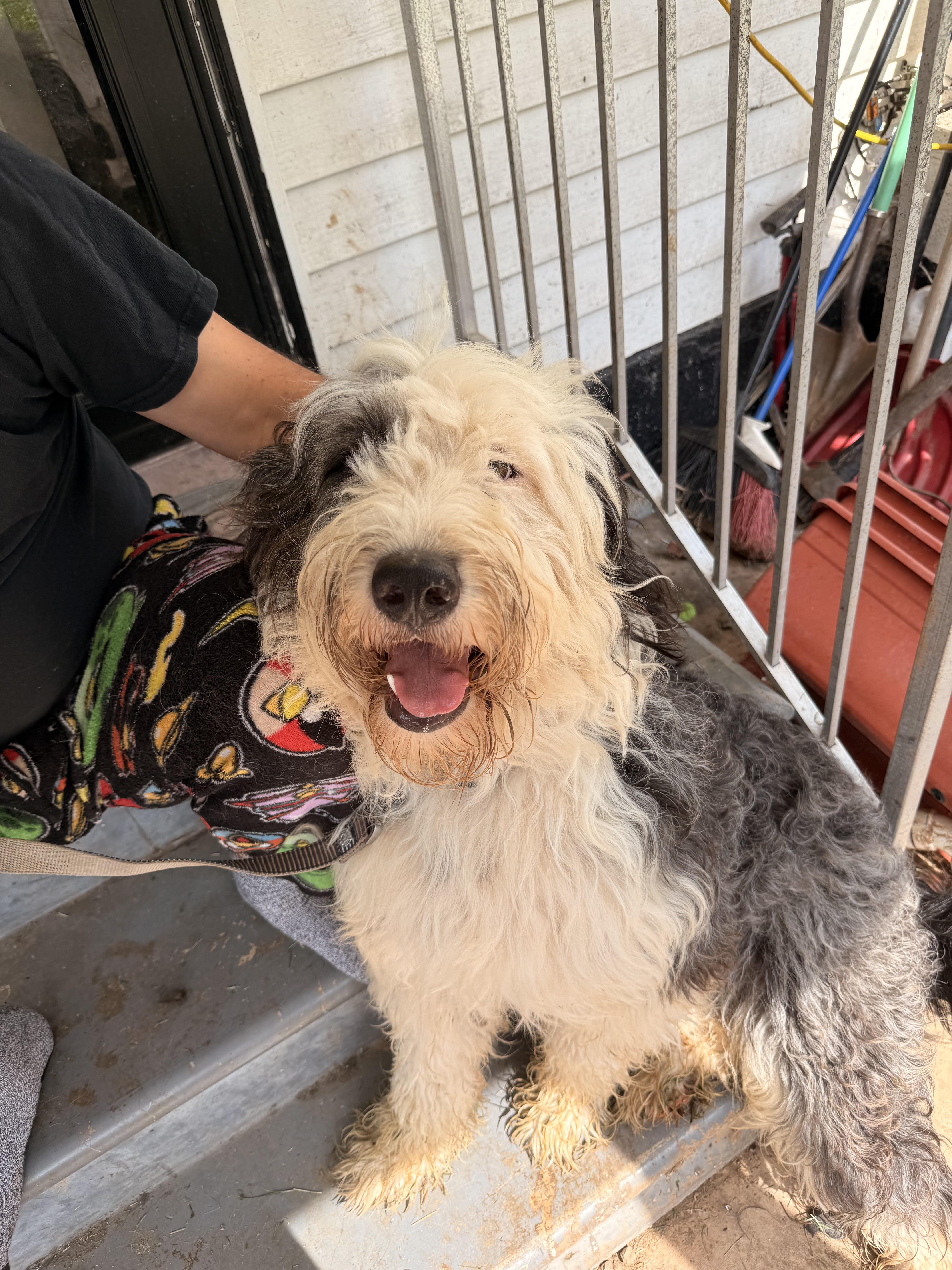 Male Old English Sheepdog/ Great Pyrenees Pup image 1