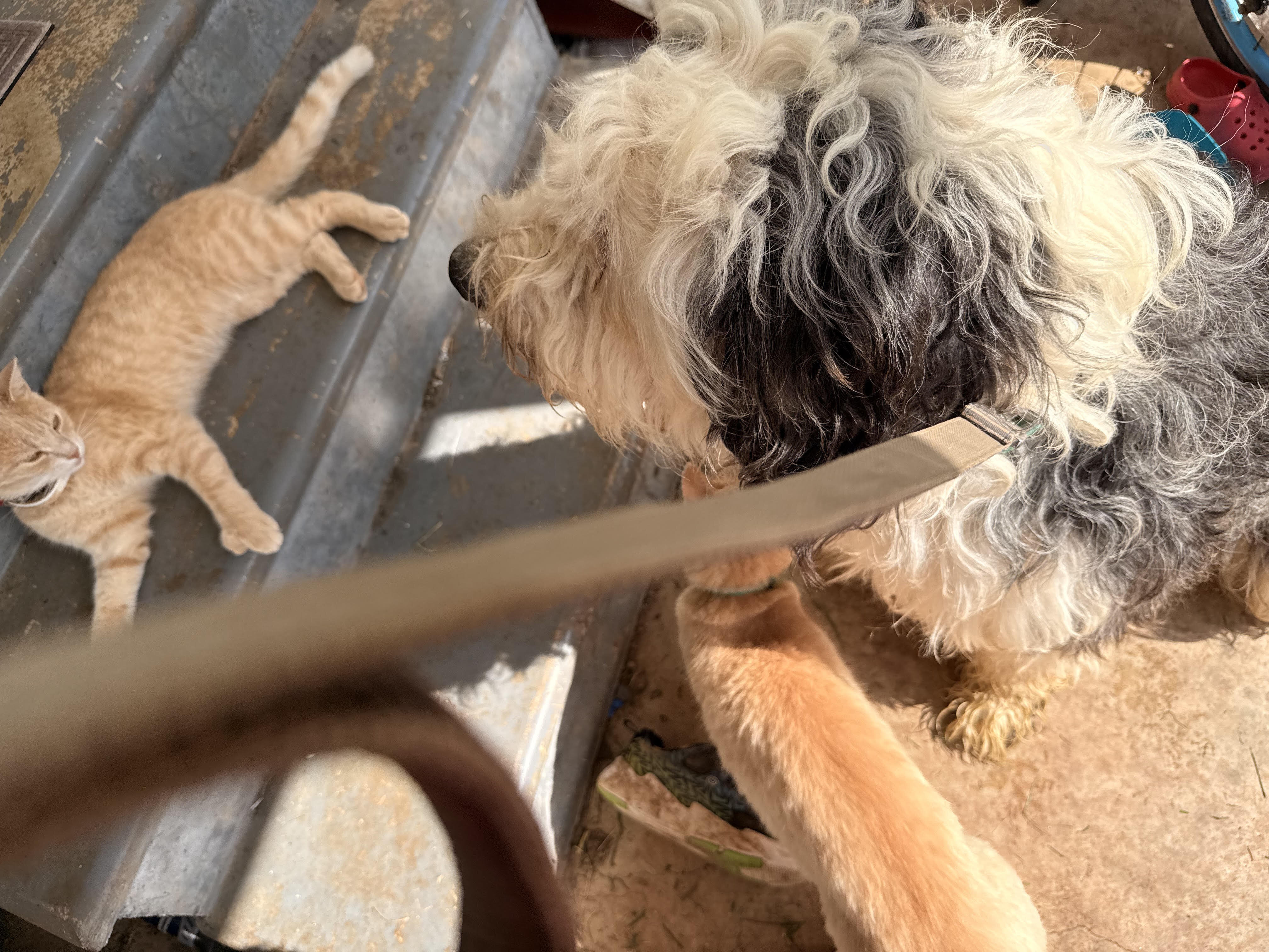 Male Old English Sheepdog/ Great Pyrenees Pup image 4