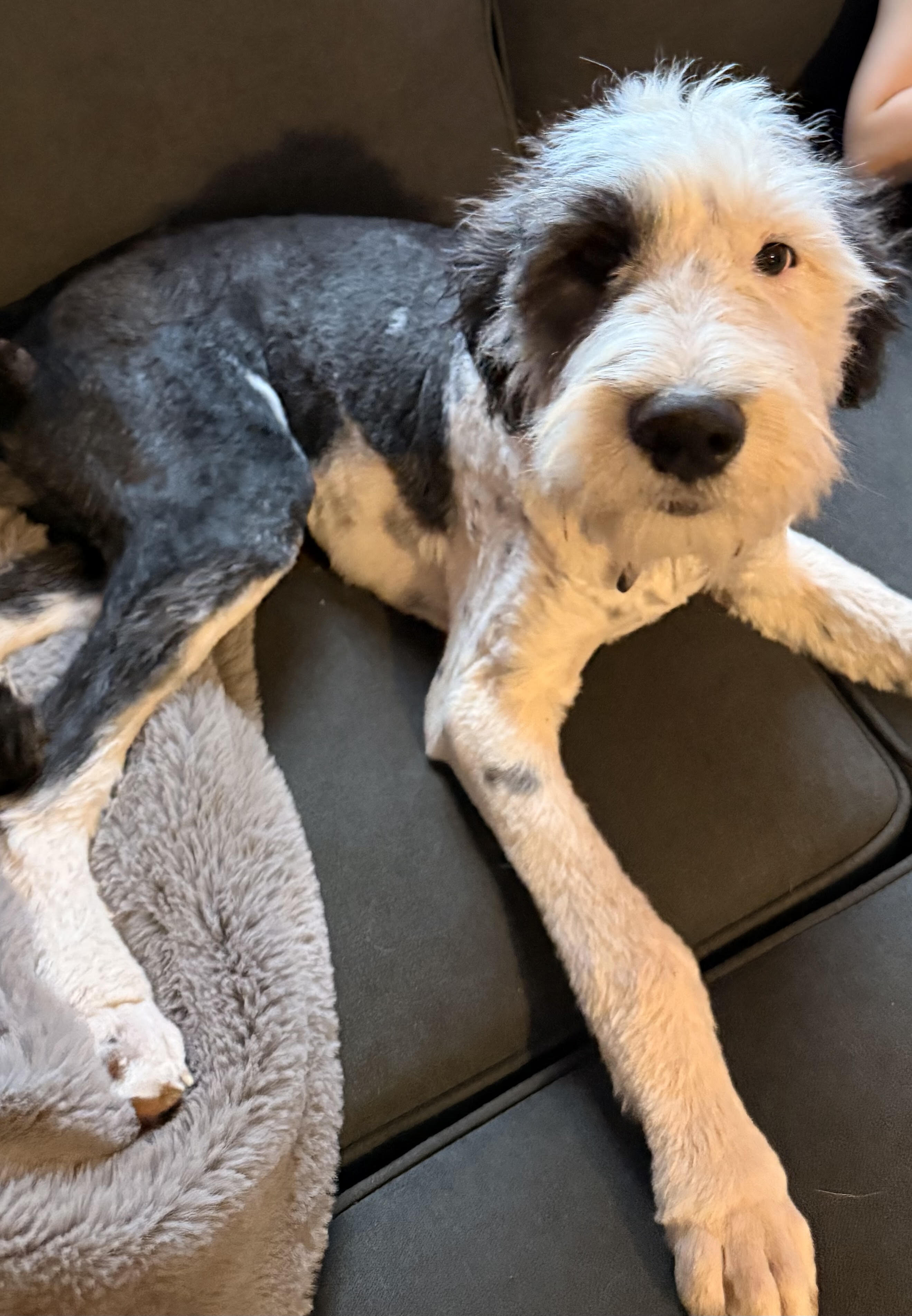 Male Old English Sheepdog/ Great Pyrenees Pup image 3