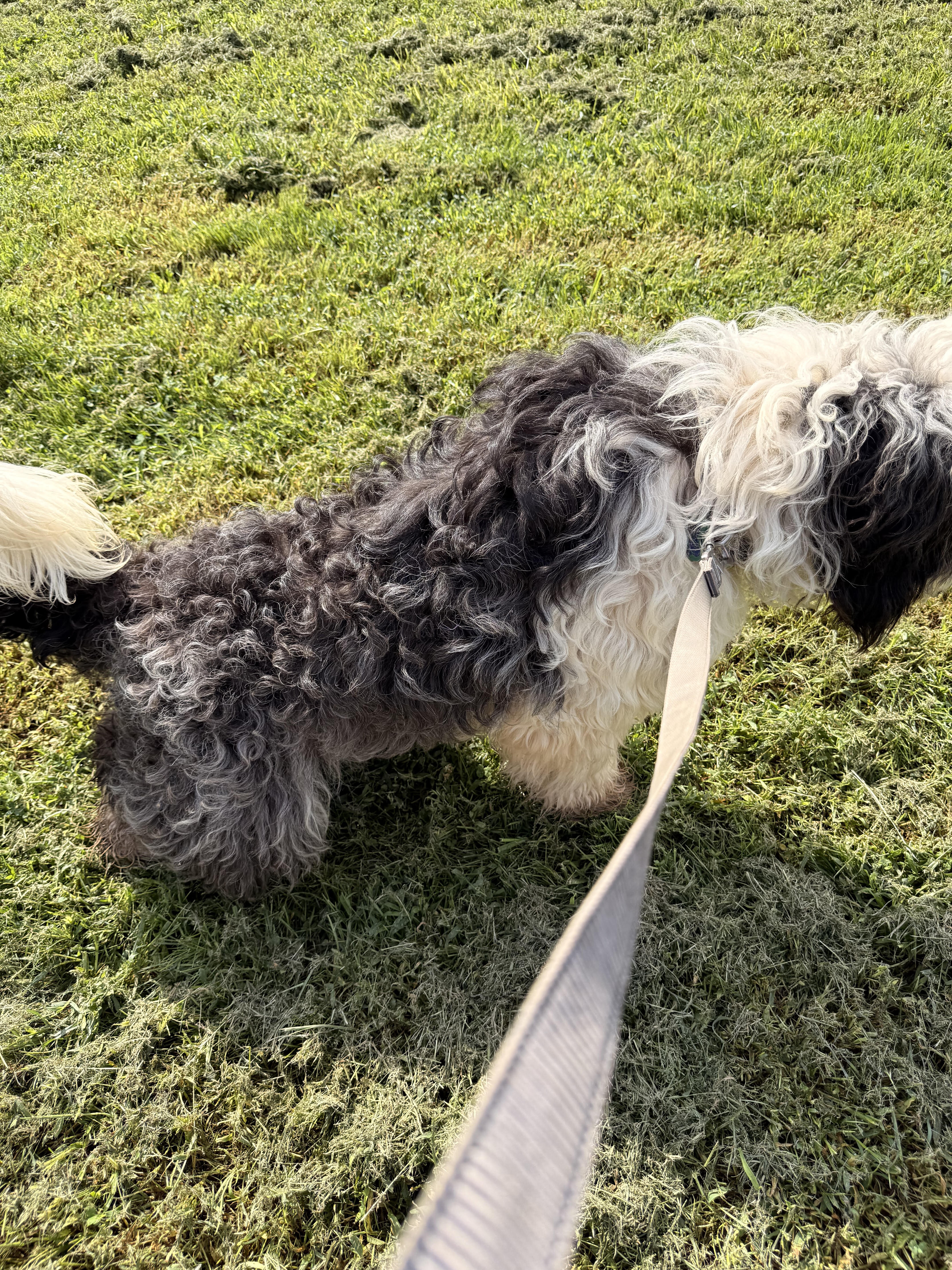 Male Old English Sheepdog/ Great Pyrenees Pup image 2