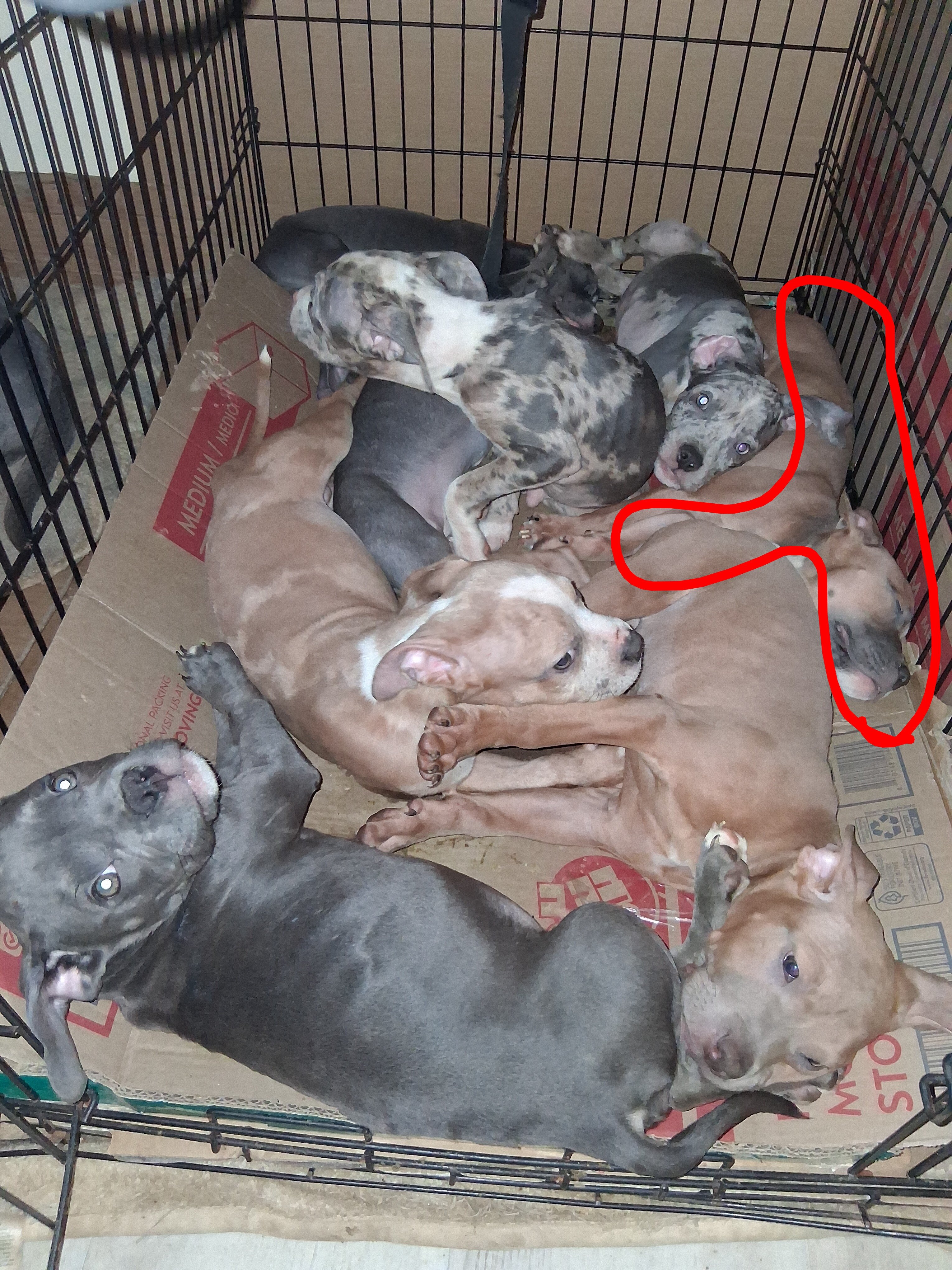 Pocket American Bully Pups image 1