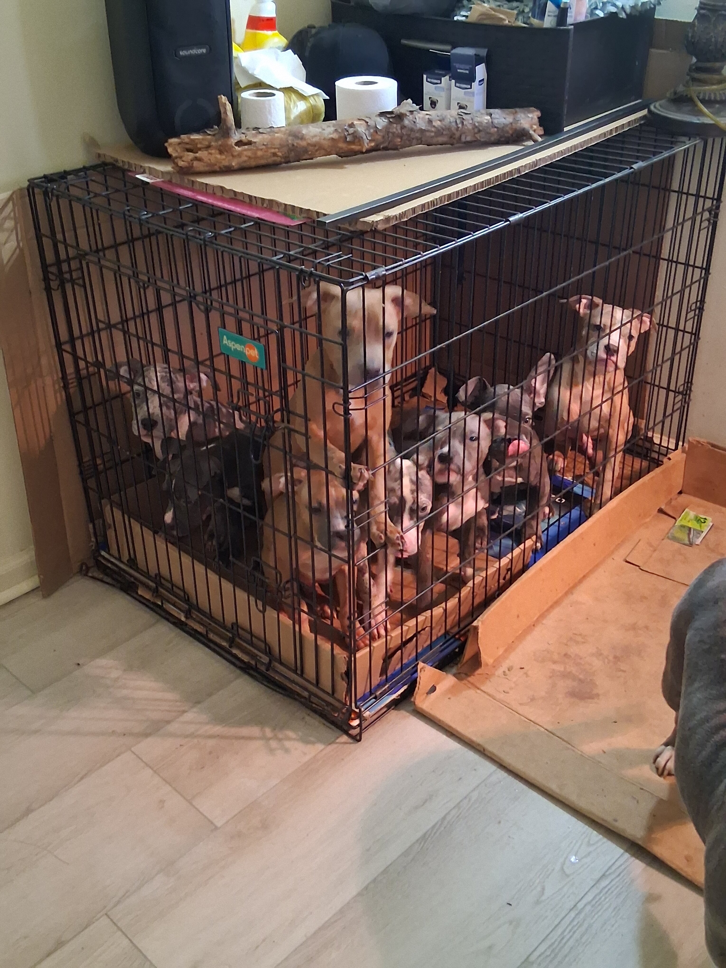 Pocket American Bully Pups image 2