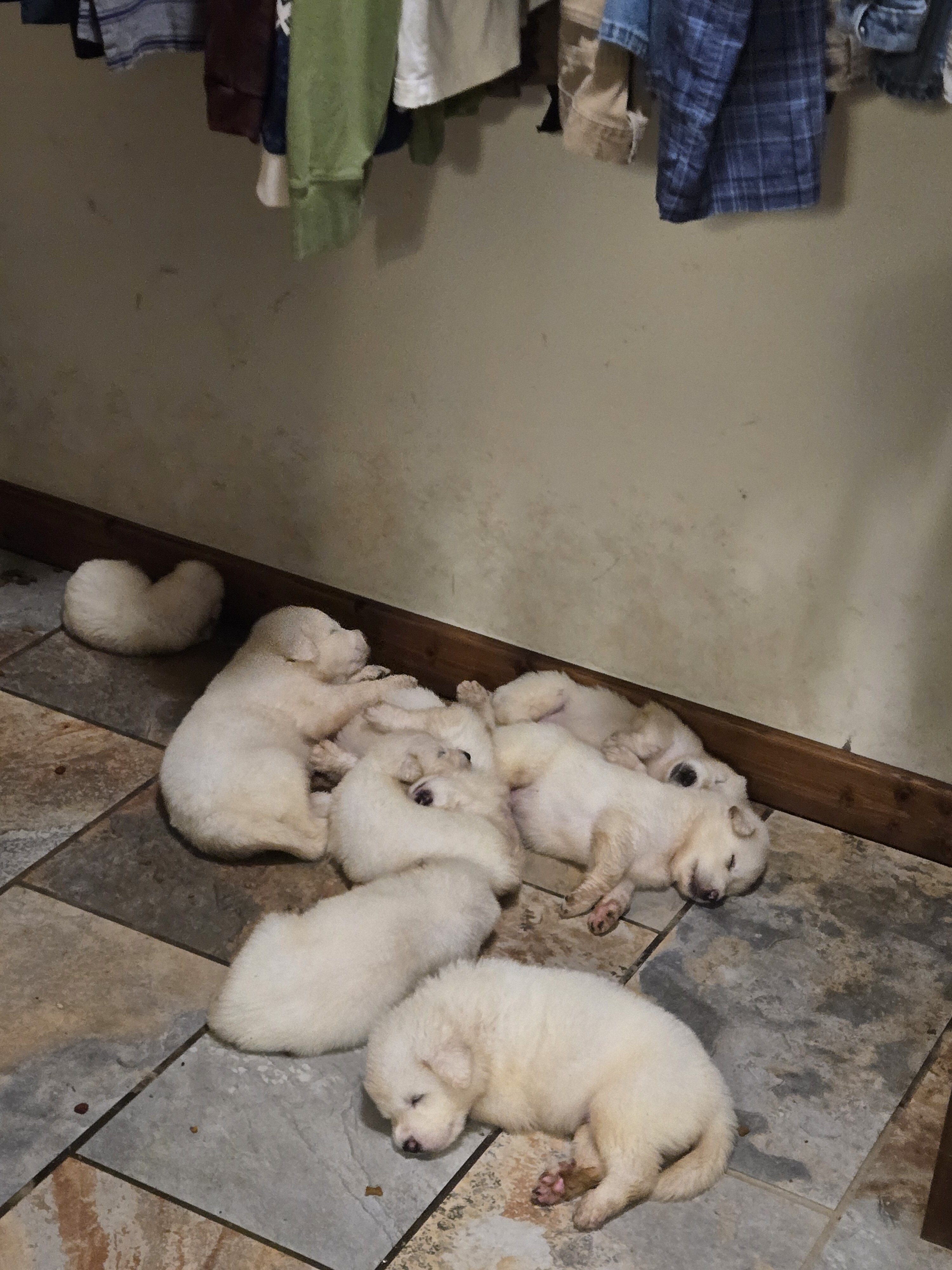 Pyrenees puppy's image 3