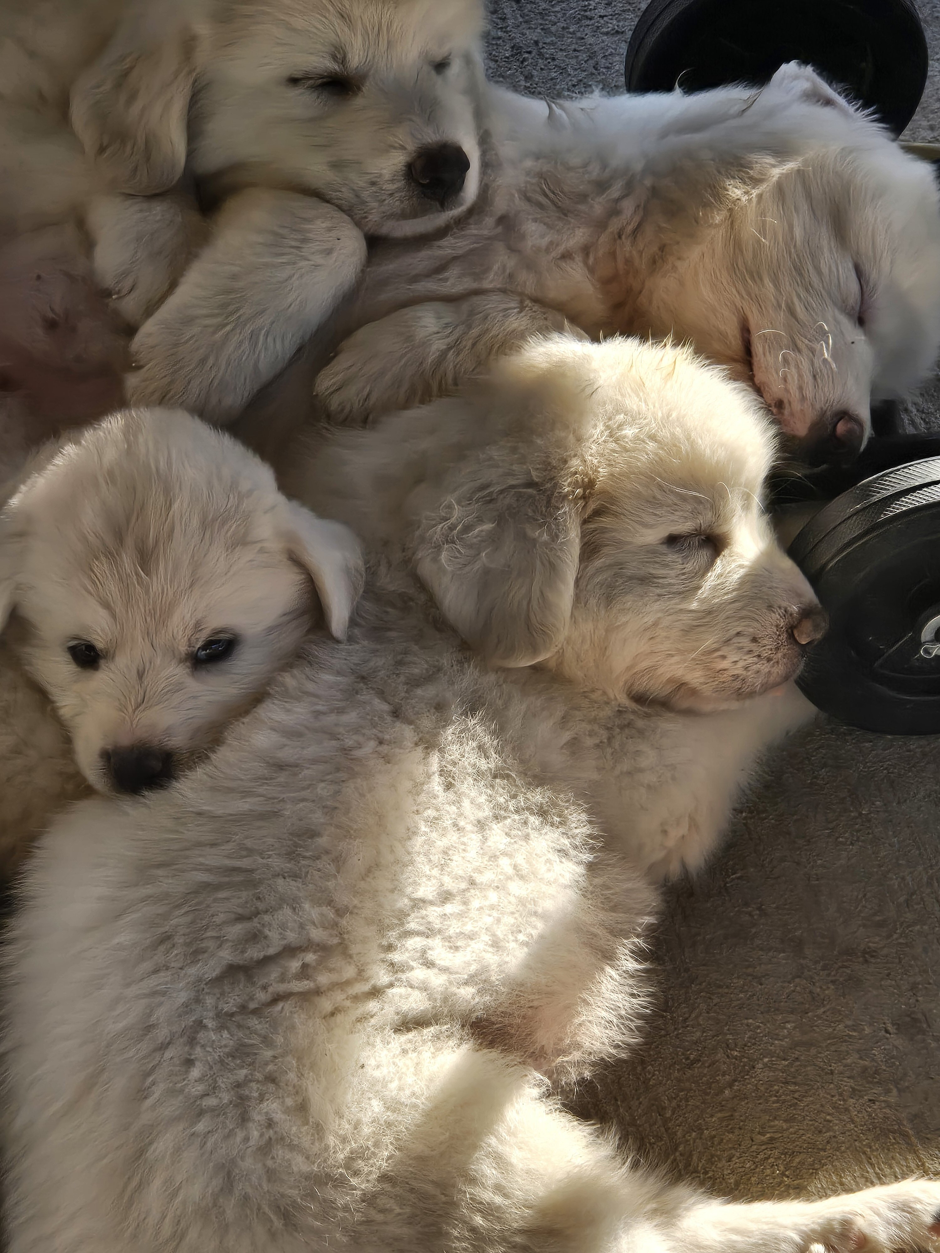 Pyrenees puppy's image 2