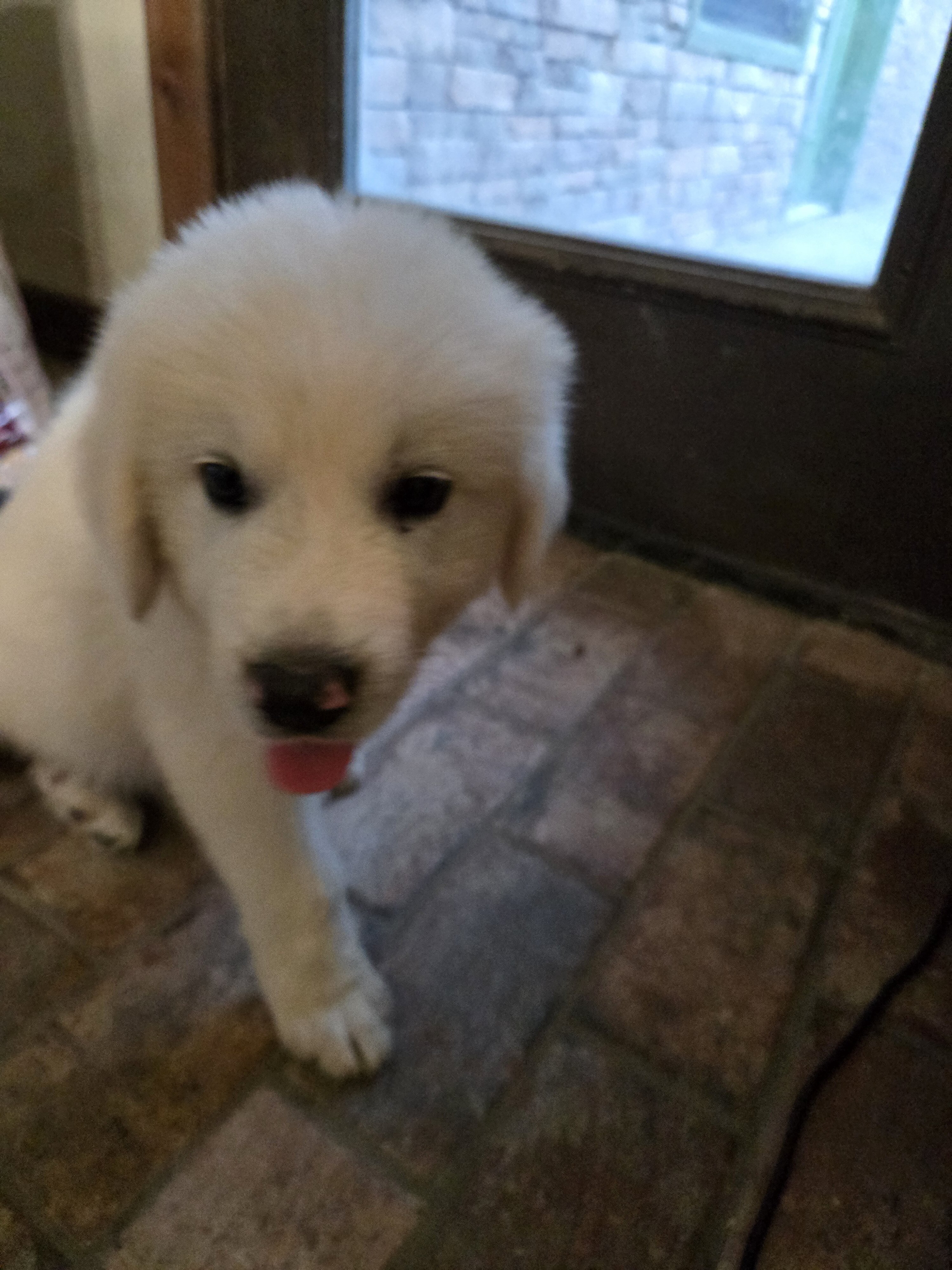 Pyrenees puppy's image 1
